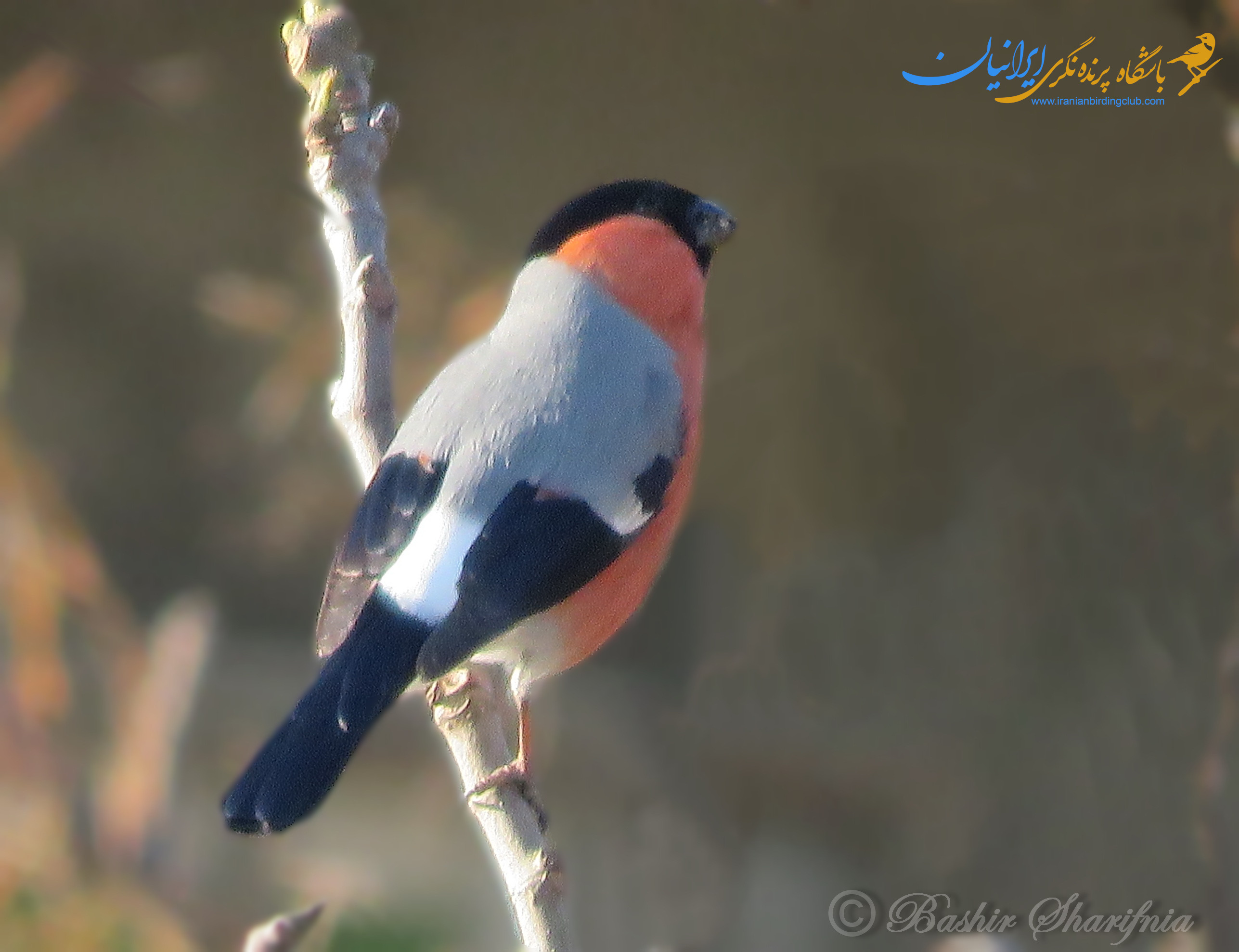 سهره سرسیاه - Bullfinch