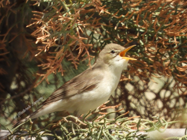 سسک درختی زیتونی