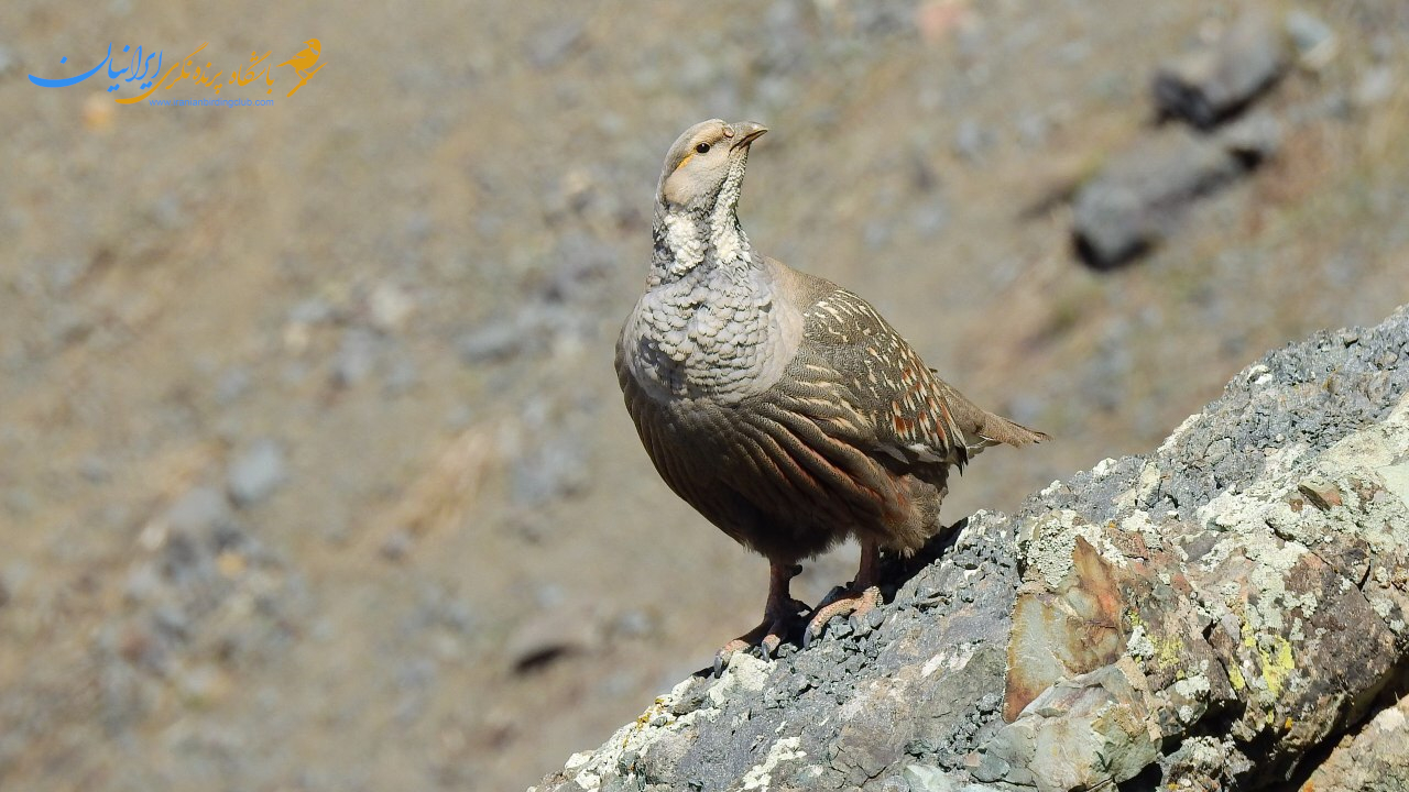 کبک دری - CaspianSnowcock