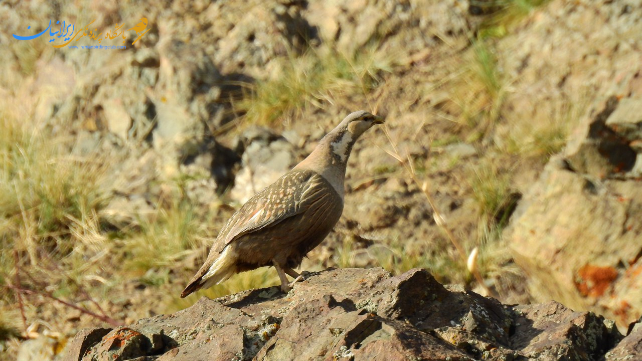 کبک دری - caspian snowcock