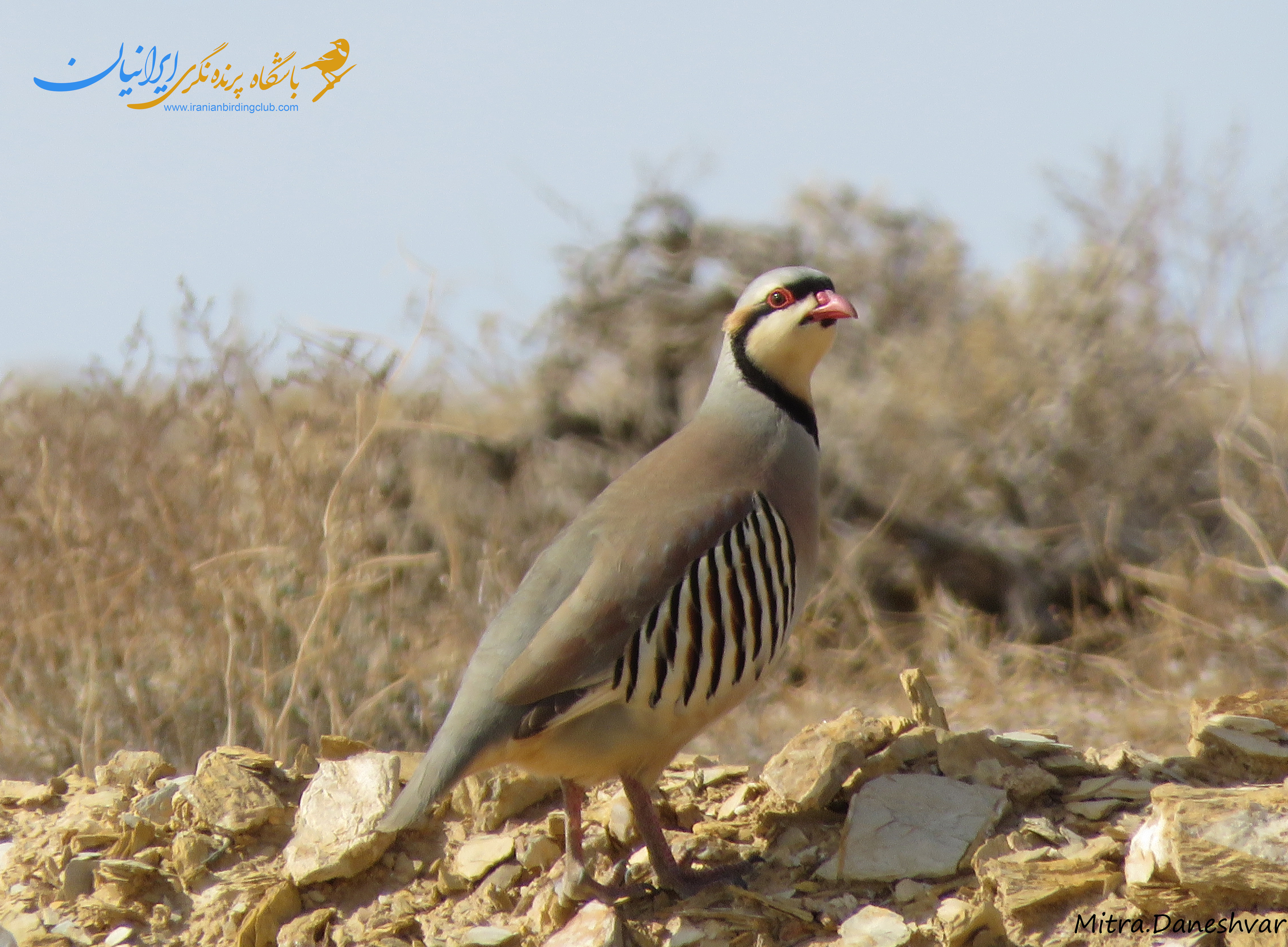 کبک معمولی - Chukar