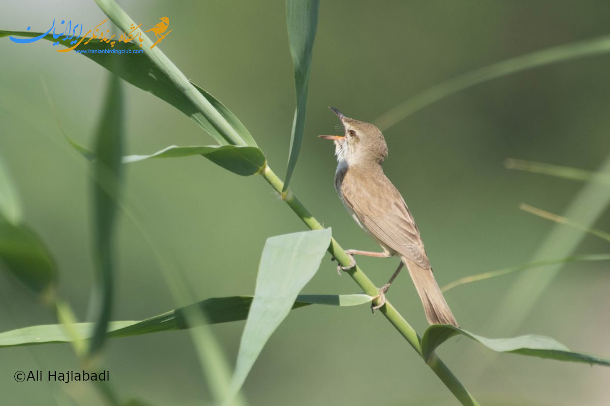 سسک پرصدا - Clamorous Reed Warbler