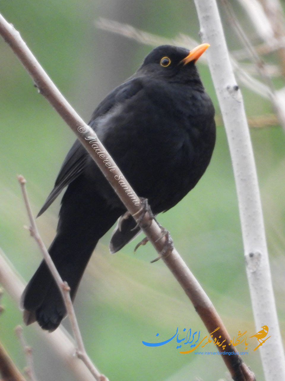 توکای سیاه - Common Blackbird