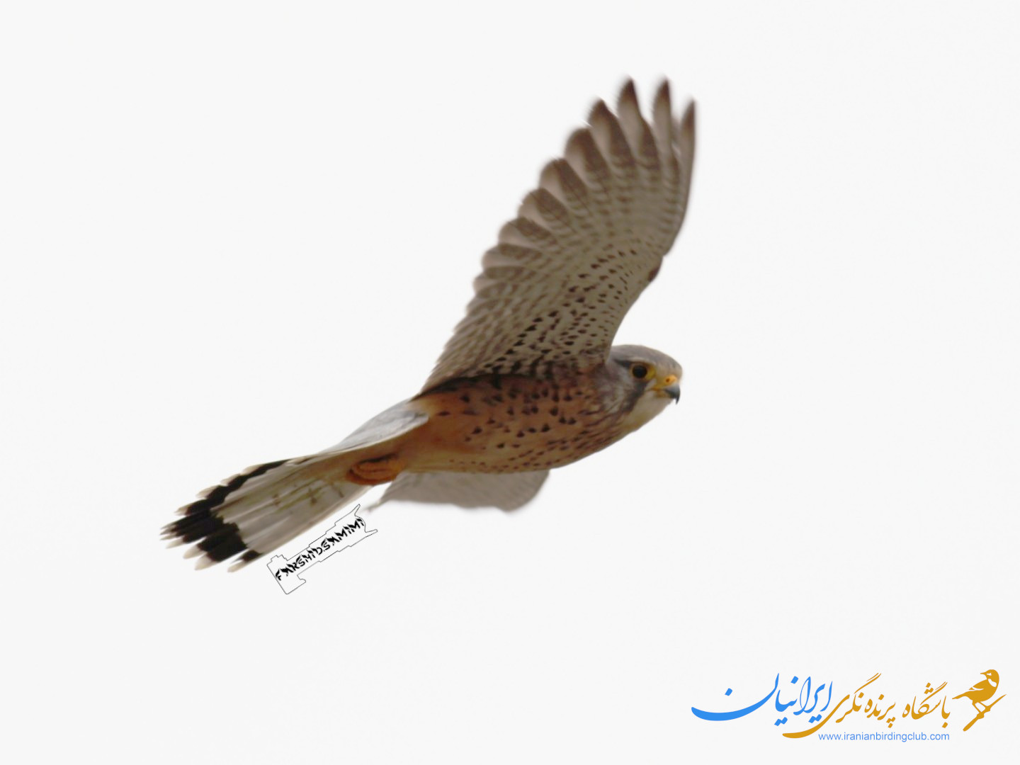 دلیجه معمولی - Common Kestrel