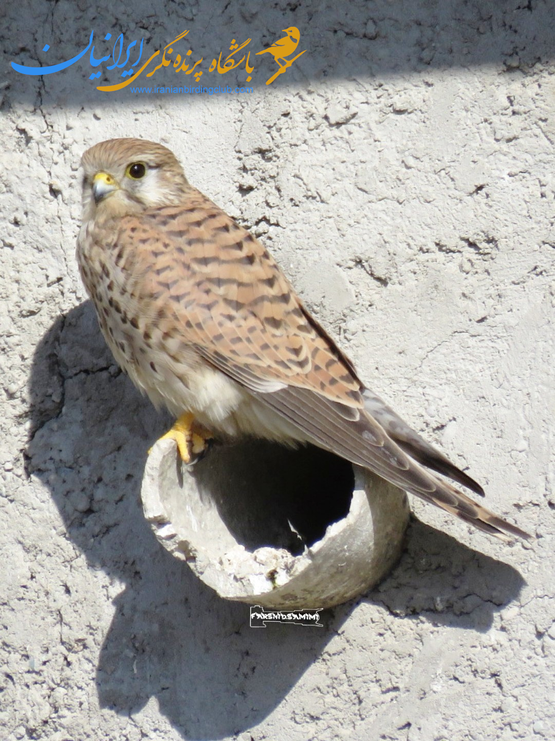 دلیجه معمولی - Common Kestrel