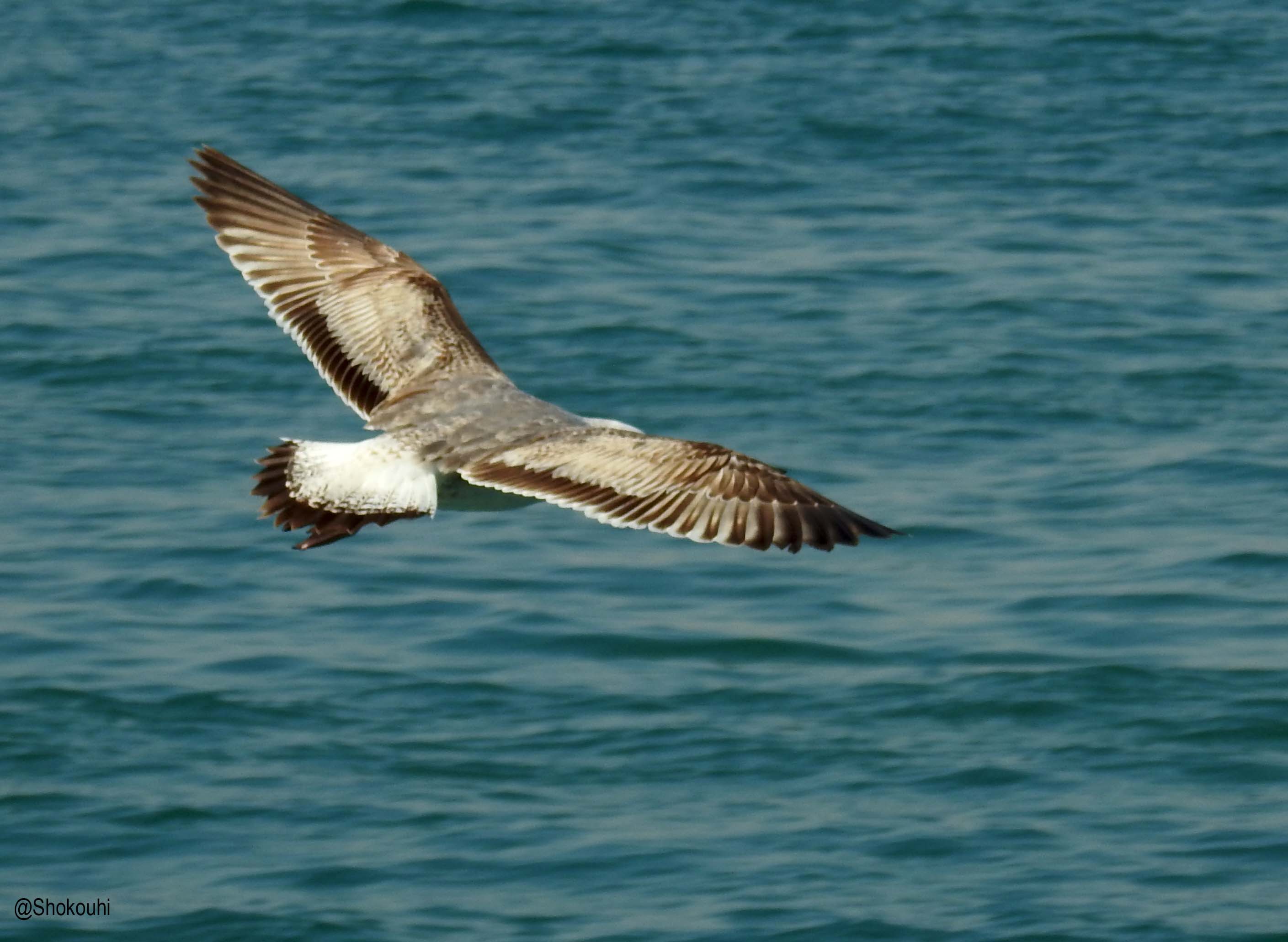 Gulls and Terns identification workshop_Iranian Birding Club