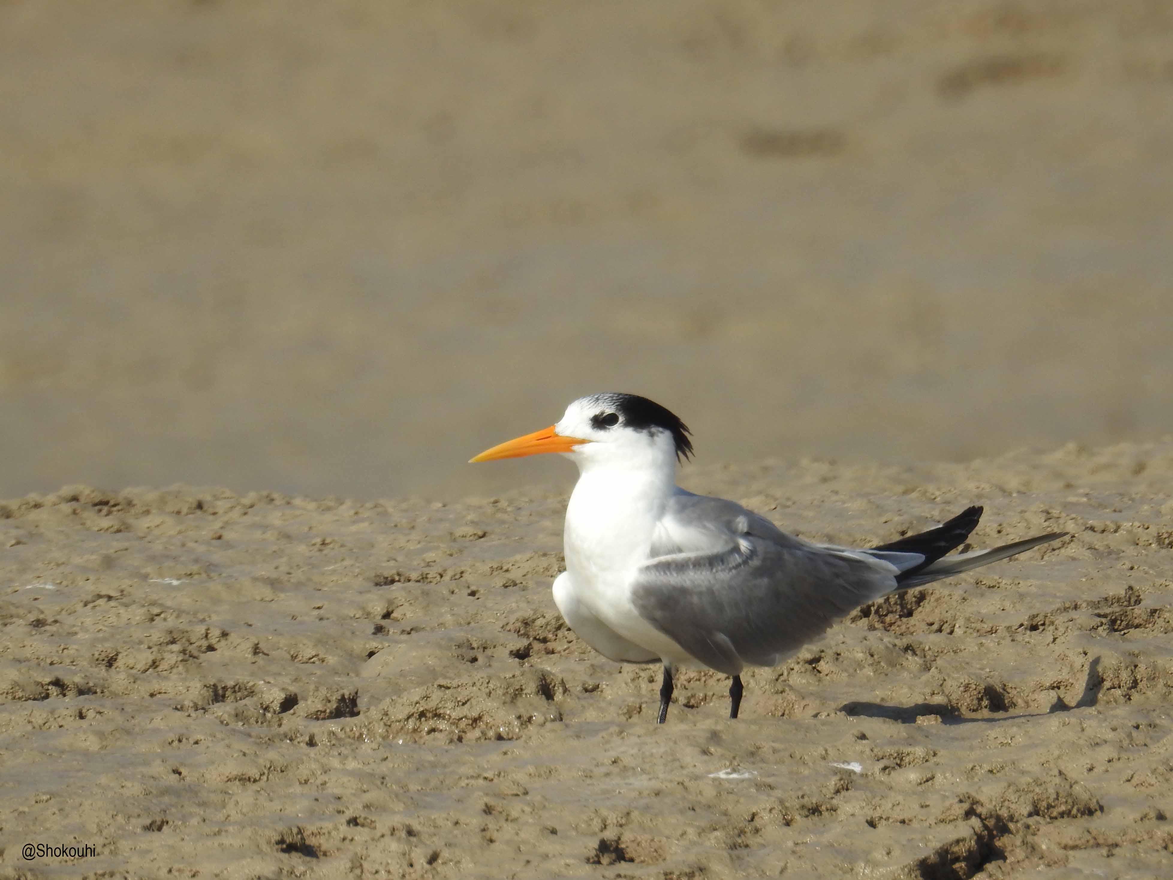 Gulls and Terns identification workshop_Iranian Birding Club