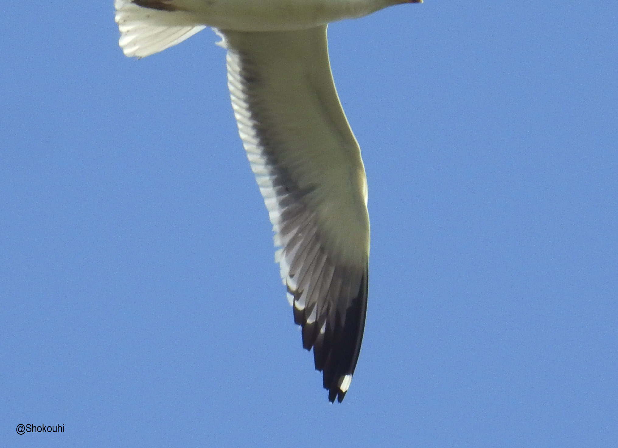 Gulls and Terns identification workshop_Iranian Birding Club