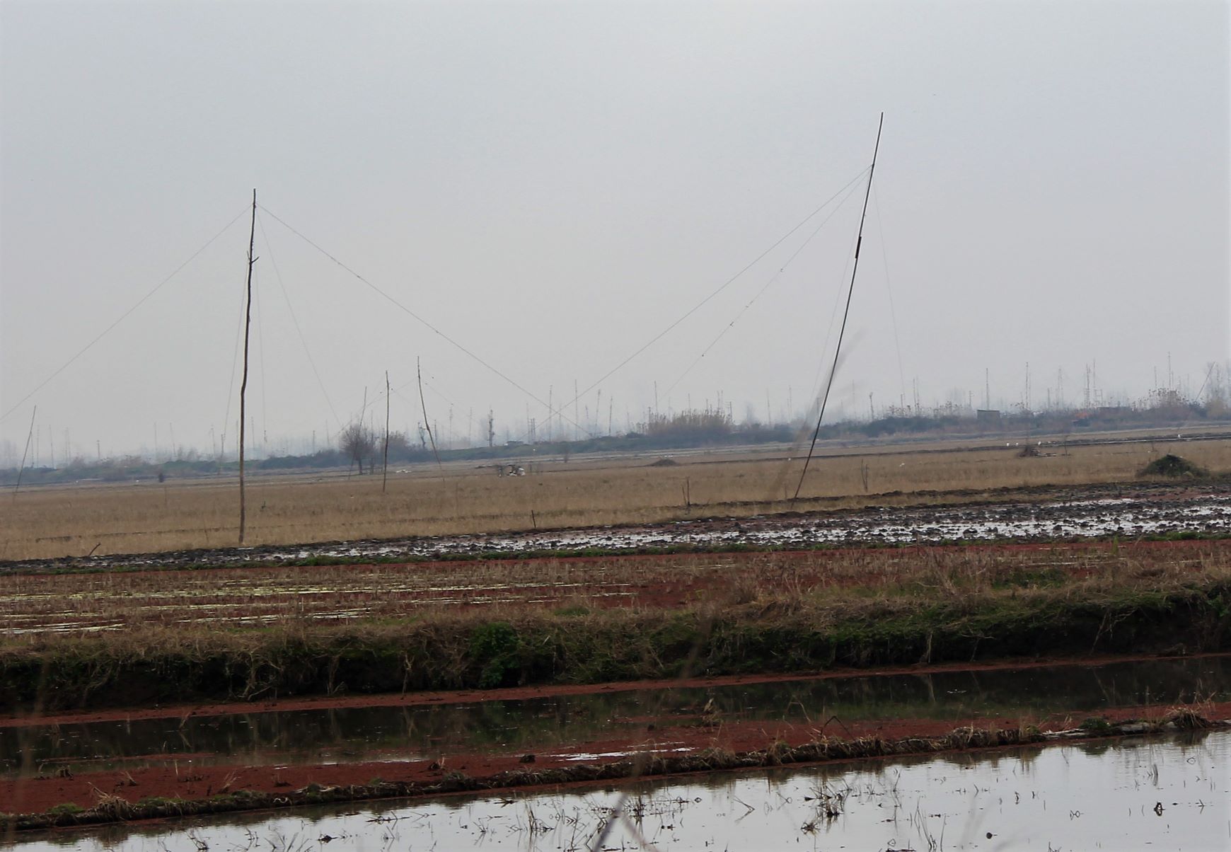 دامگاه Damgah پرندگان مهاجر درنای سیبری