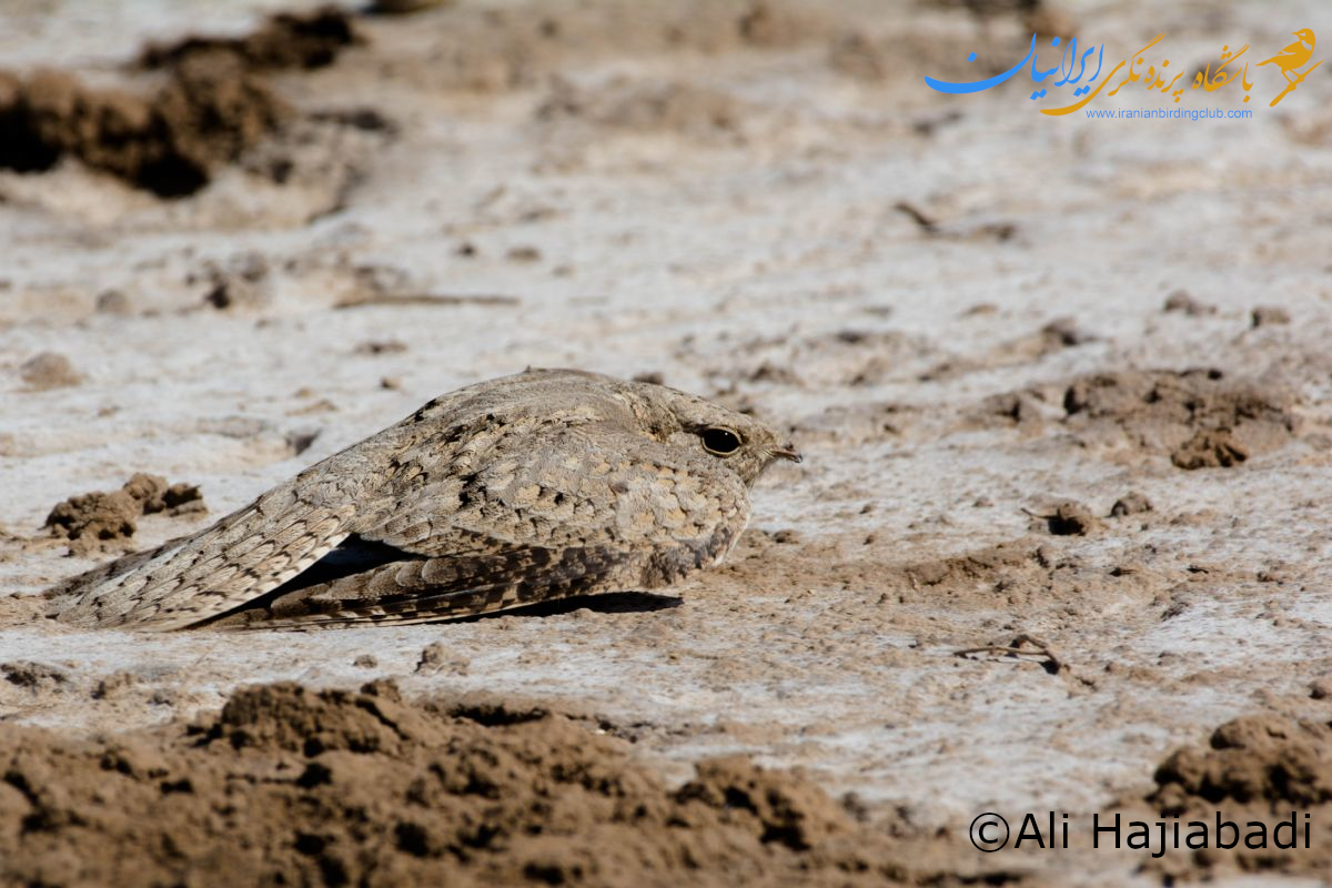 شبگرد مصری-شبگرد دشتی - Egiptian Nightjar