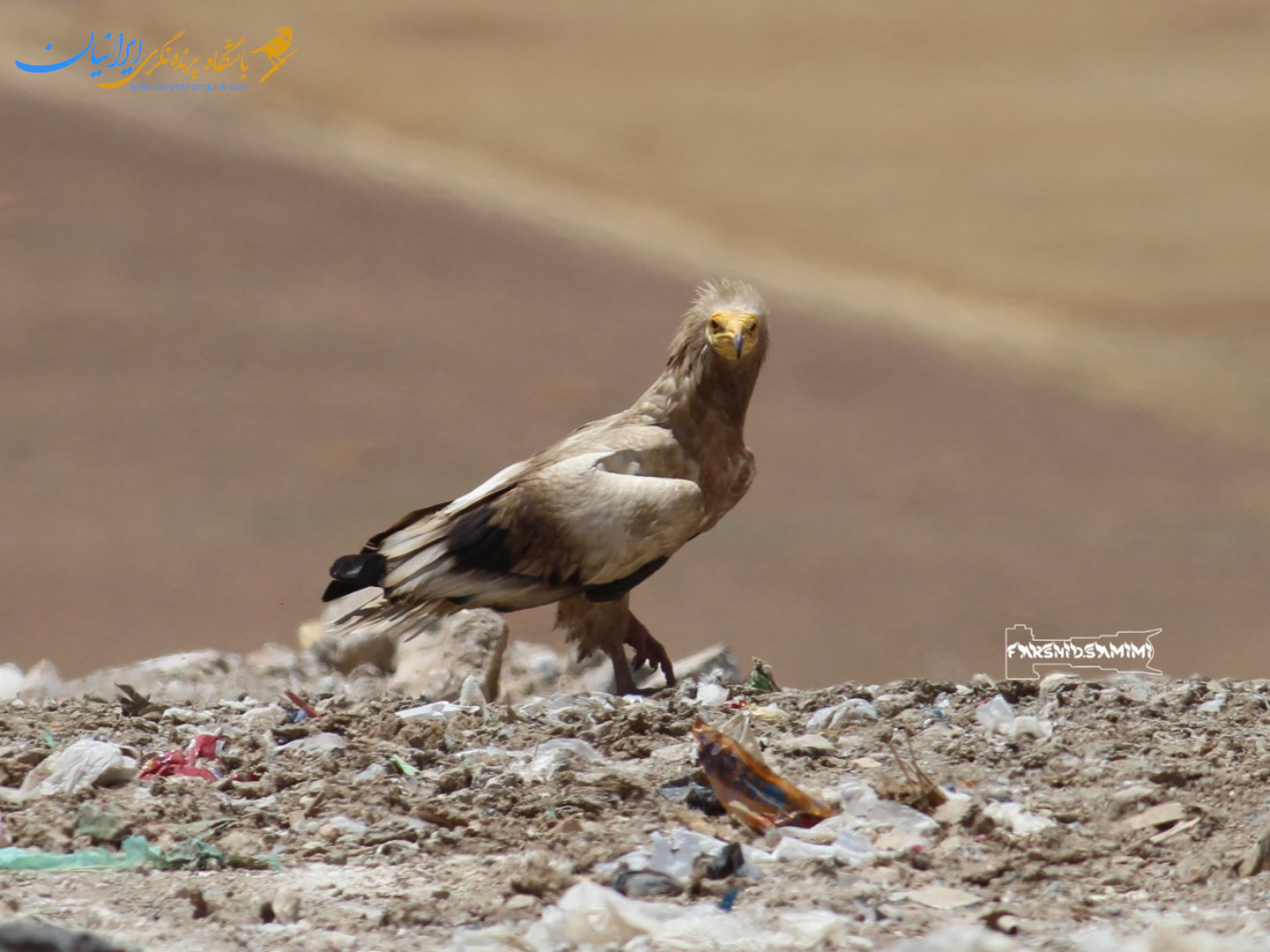 کرکس مصری - EgyptianVulture