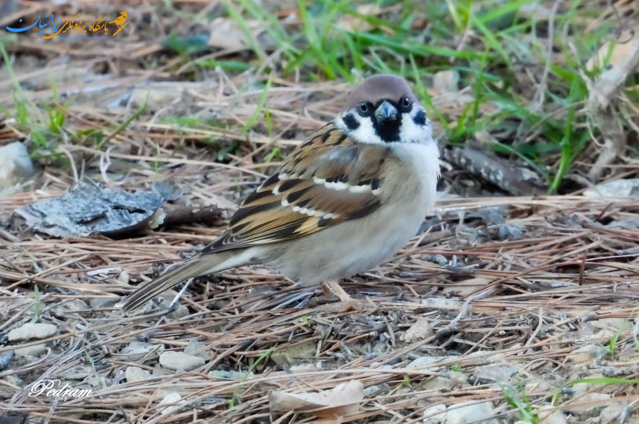 گنجشک درختی-EuroasianTreeSparrow