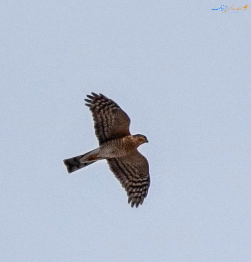 Sparrowhawk - قرقی