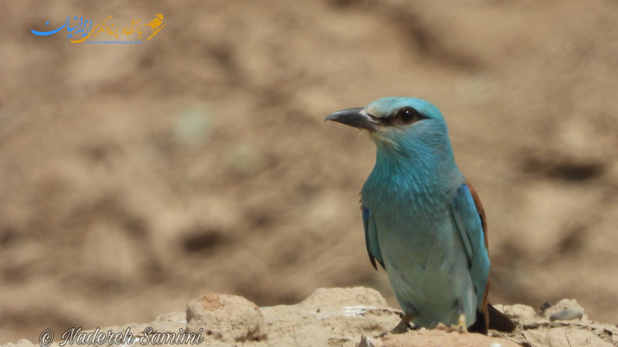 سبزقبای معمولی - EuropeanRoller