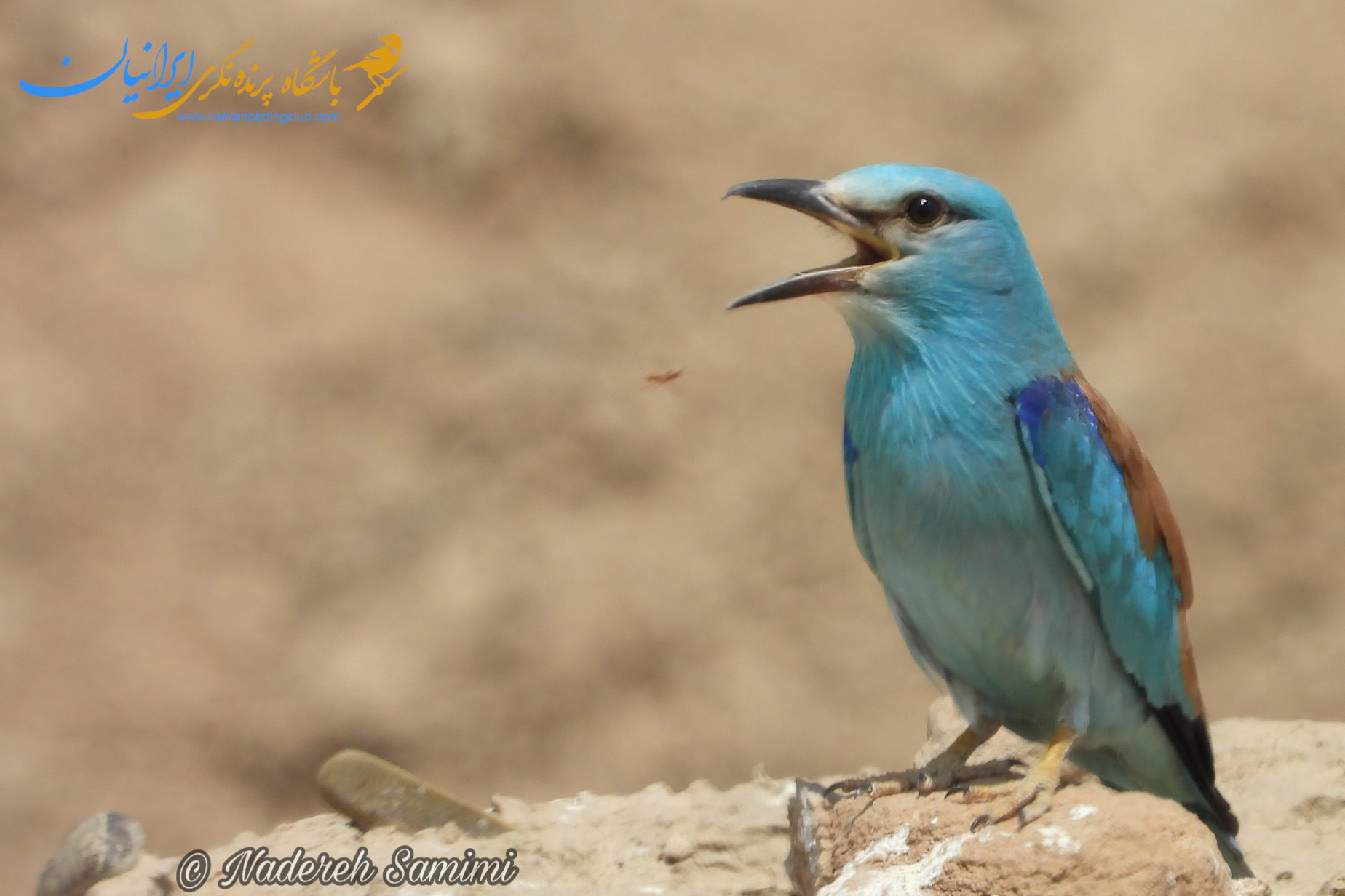 سبزقبای معمولی - EuropeanRoller