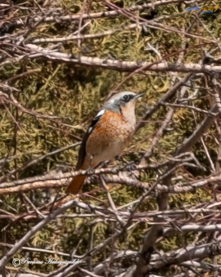 Eversmann RedStart - دم سرخ پشت بلوطی