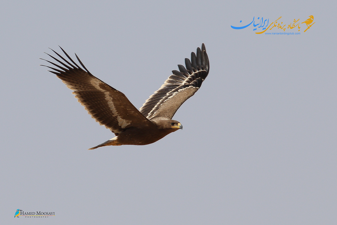عقاب صحرایی- حامد موسوی