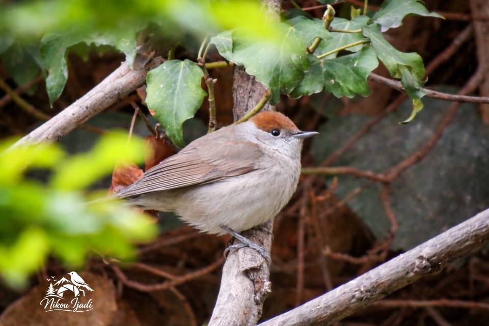 Female Blackcap_Nikou Ijadi_Iranian Birding club