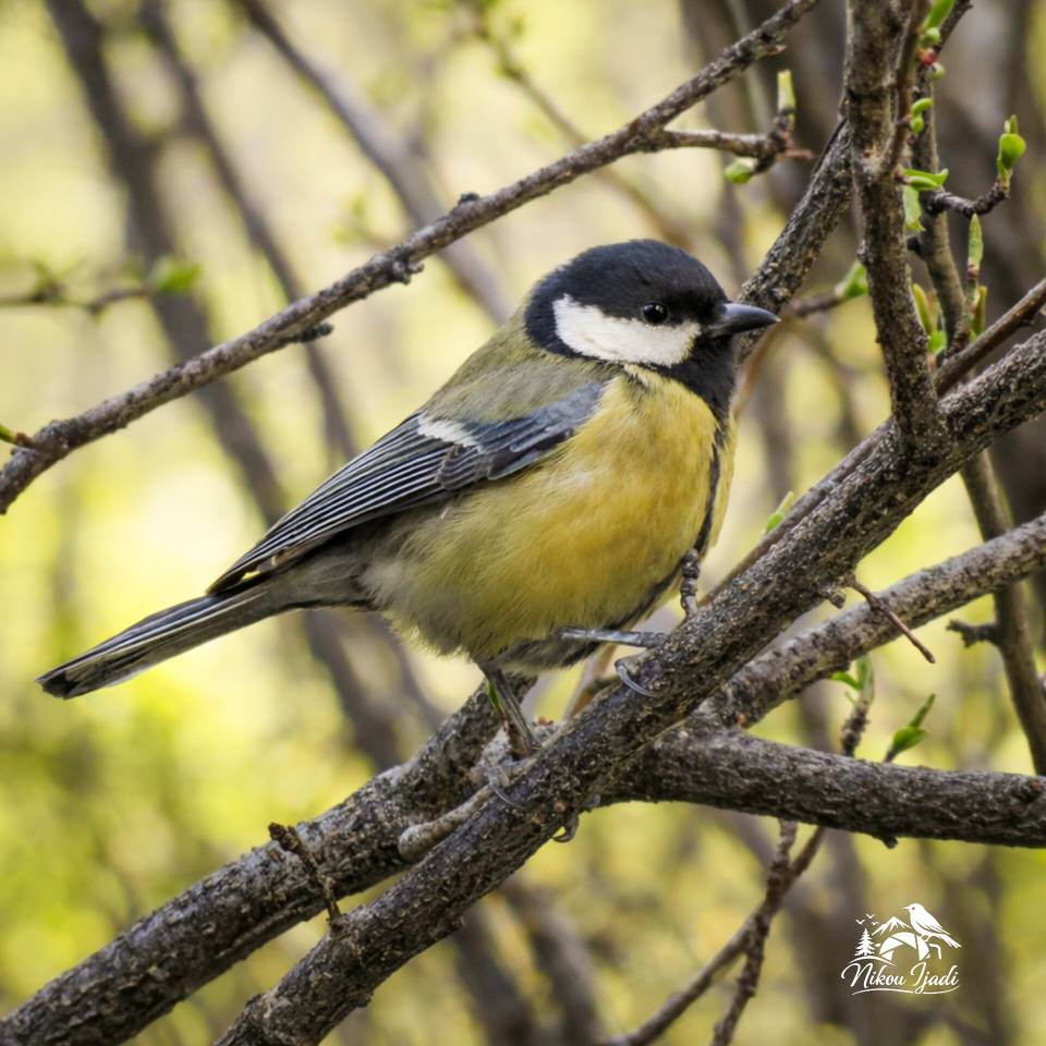 Great Tit_Nikou Ijadi_Iranian Birding club