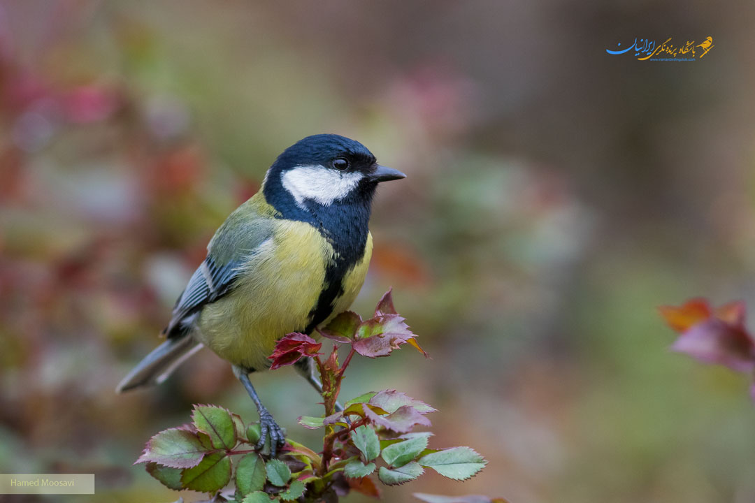 چرخ ریسک بزرگ+Great Tit