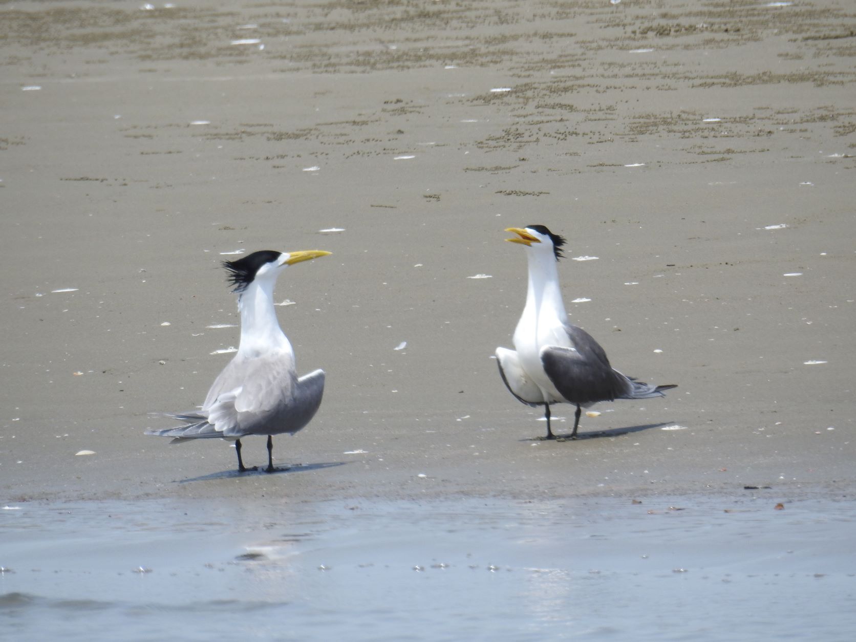 Great-crested Tern_Shokouhi_Iranian Birding Club