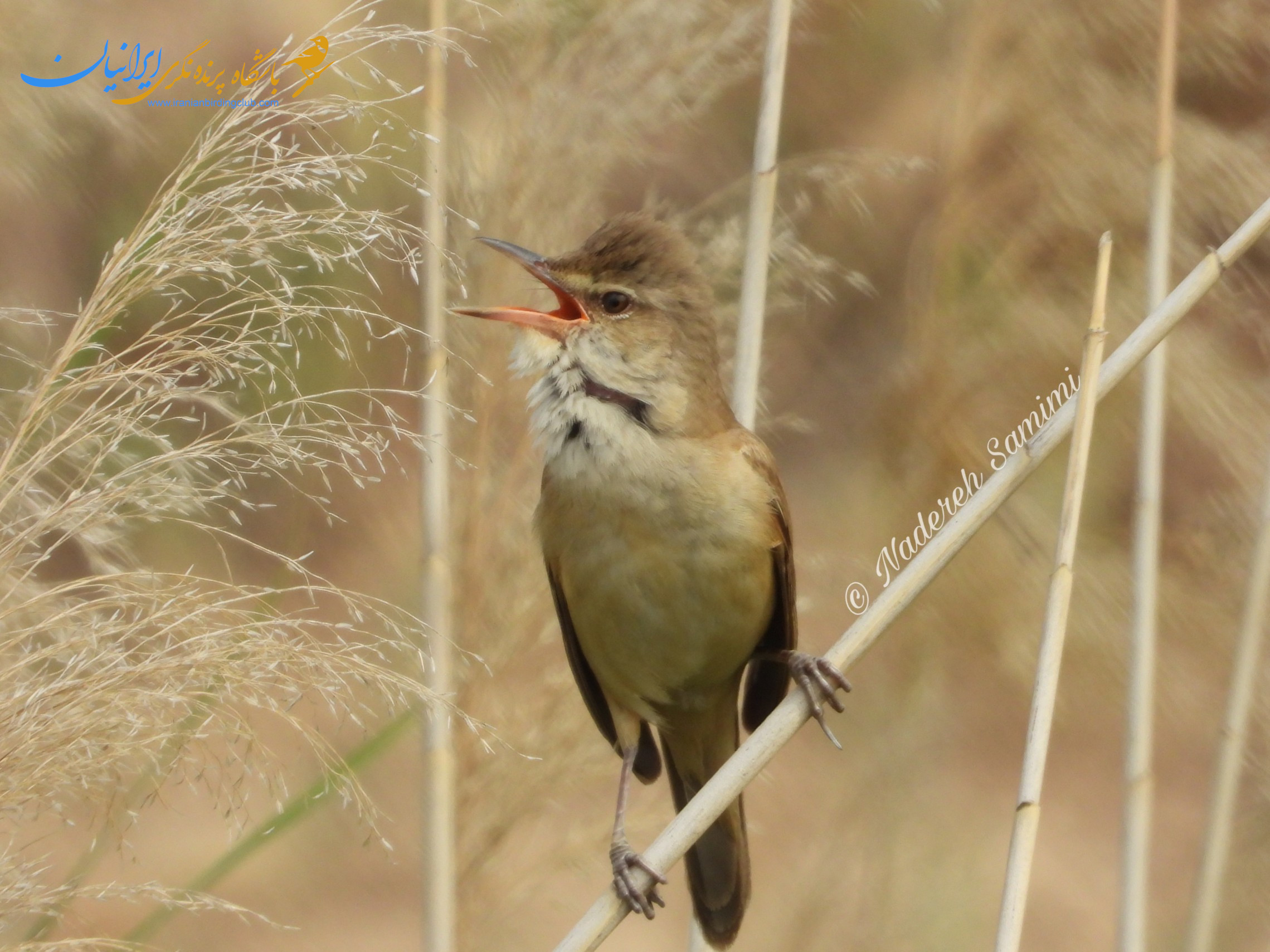 سسک نیزار بزرگ - Great Reed Warbler