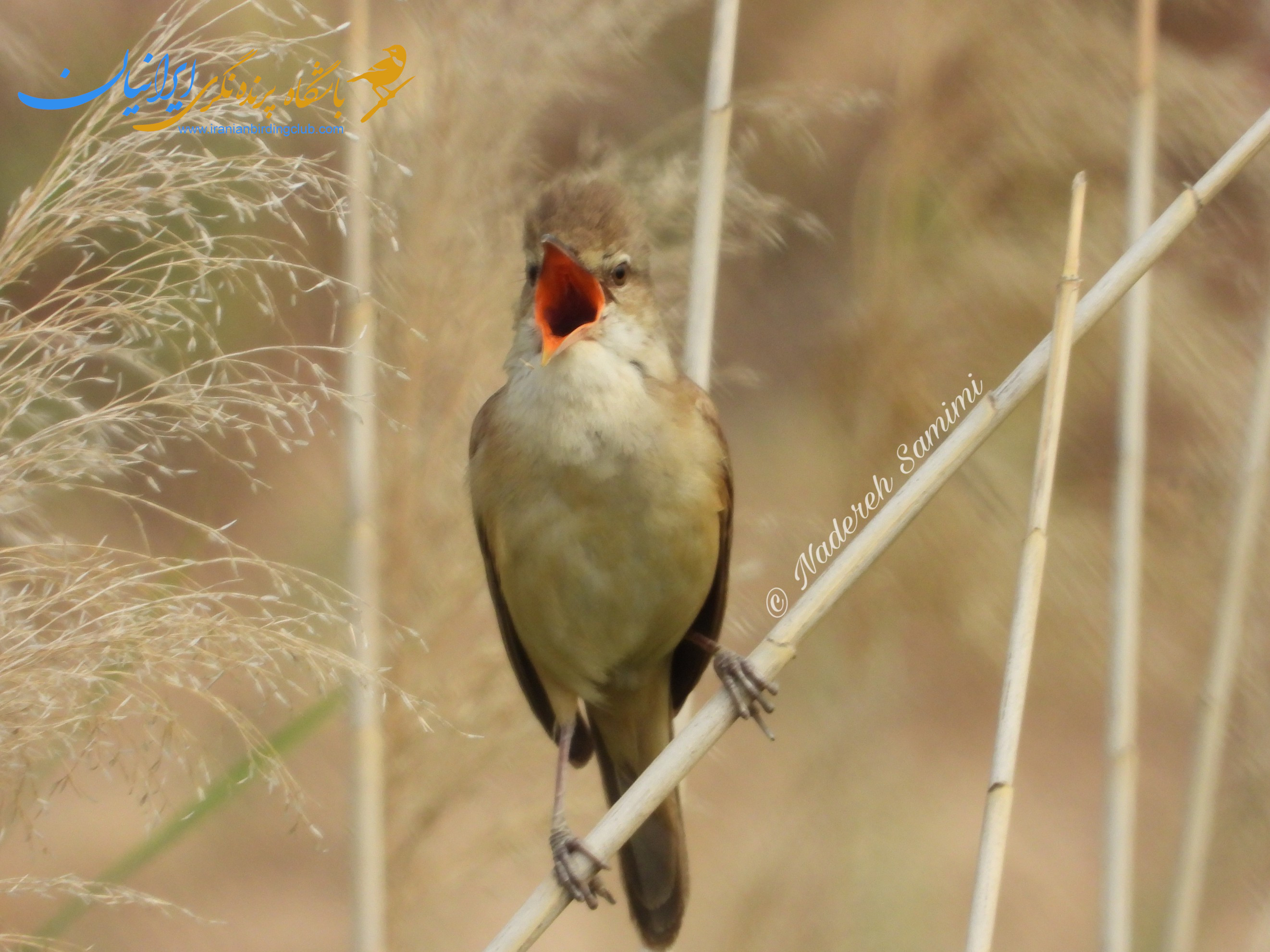 سسک نیزار بزرگ - Great Reed Warbler