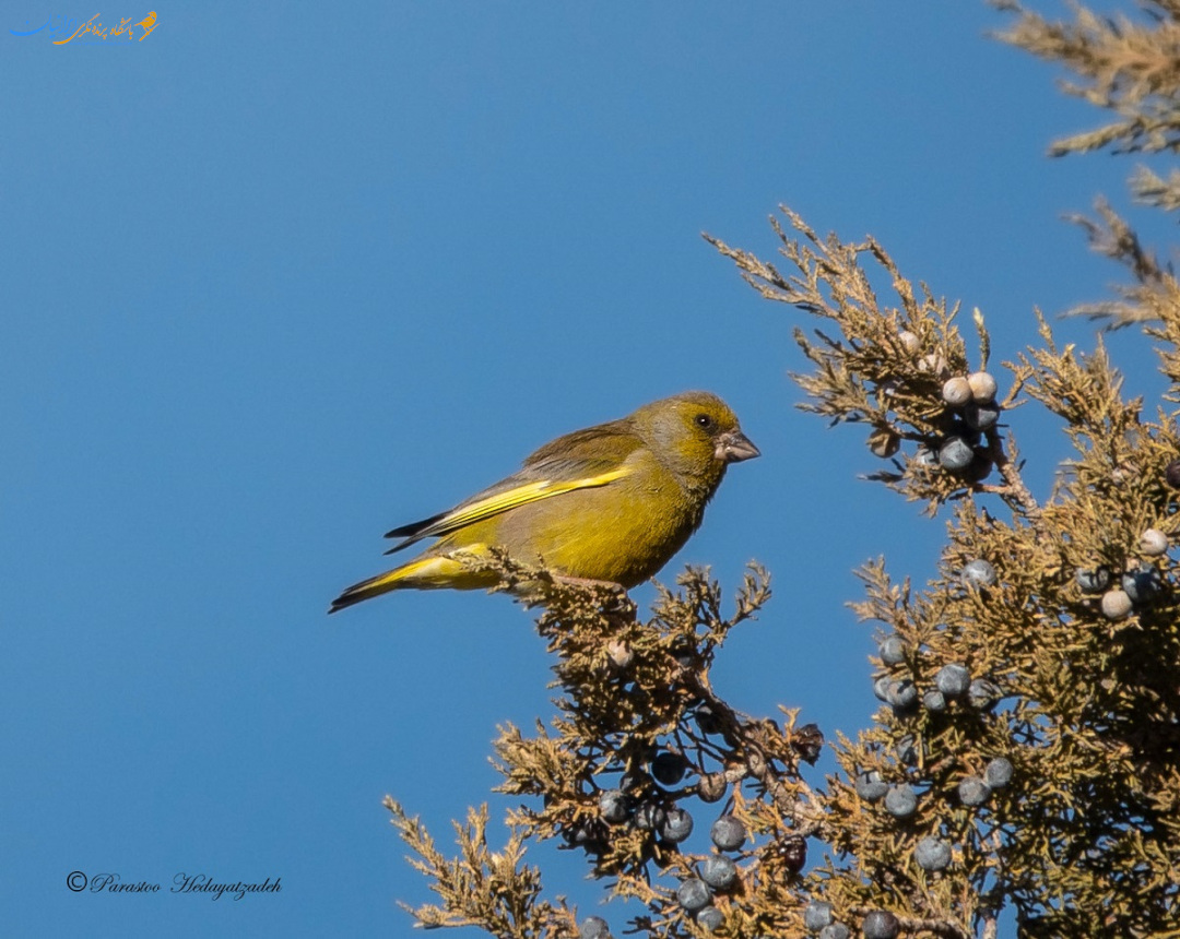 Greenfinch - سهره سبز