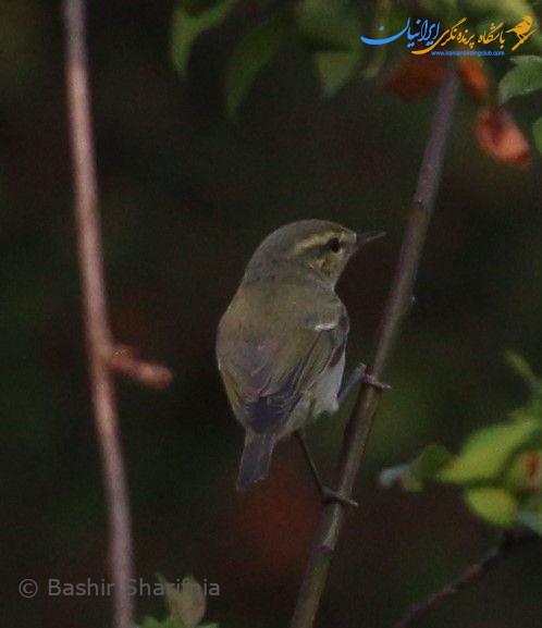 Greenish Warbler سسک سبز