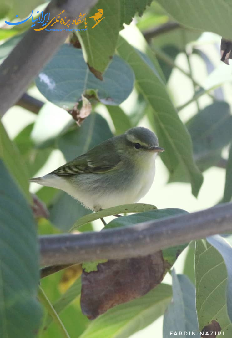 greenish warbler-سسک سبز زیتونی