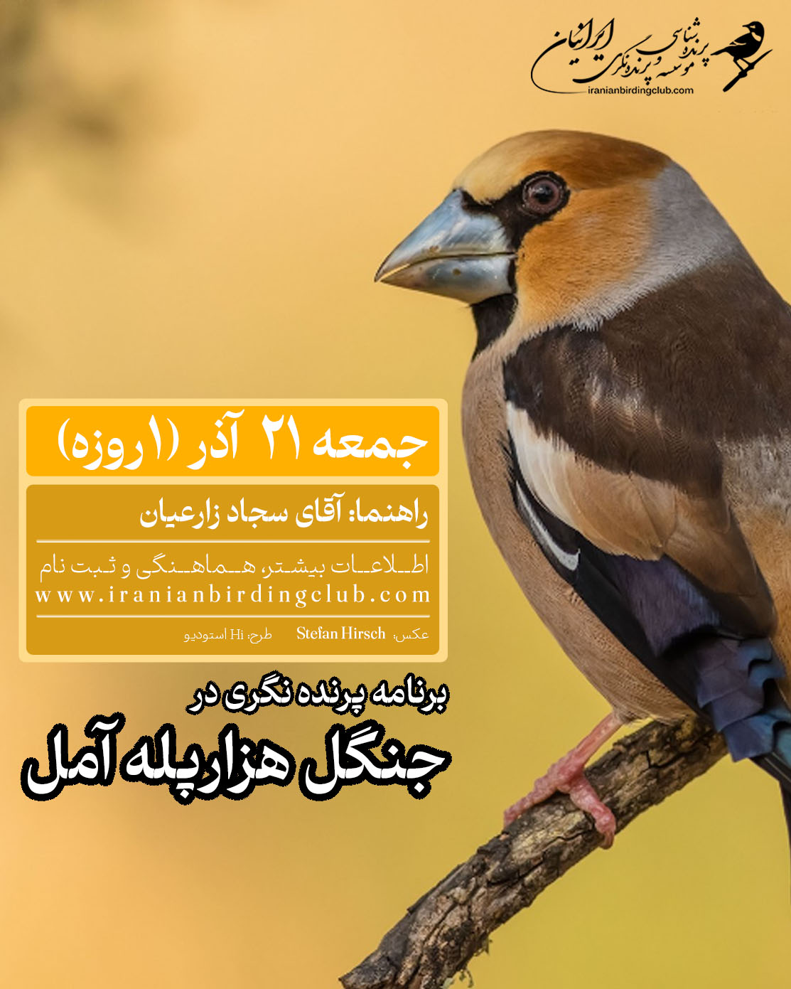 Birdwatching Iranian Bird Club Iranian birding clubپرندهنگری جنگل آمل