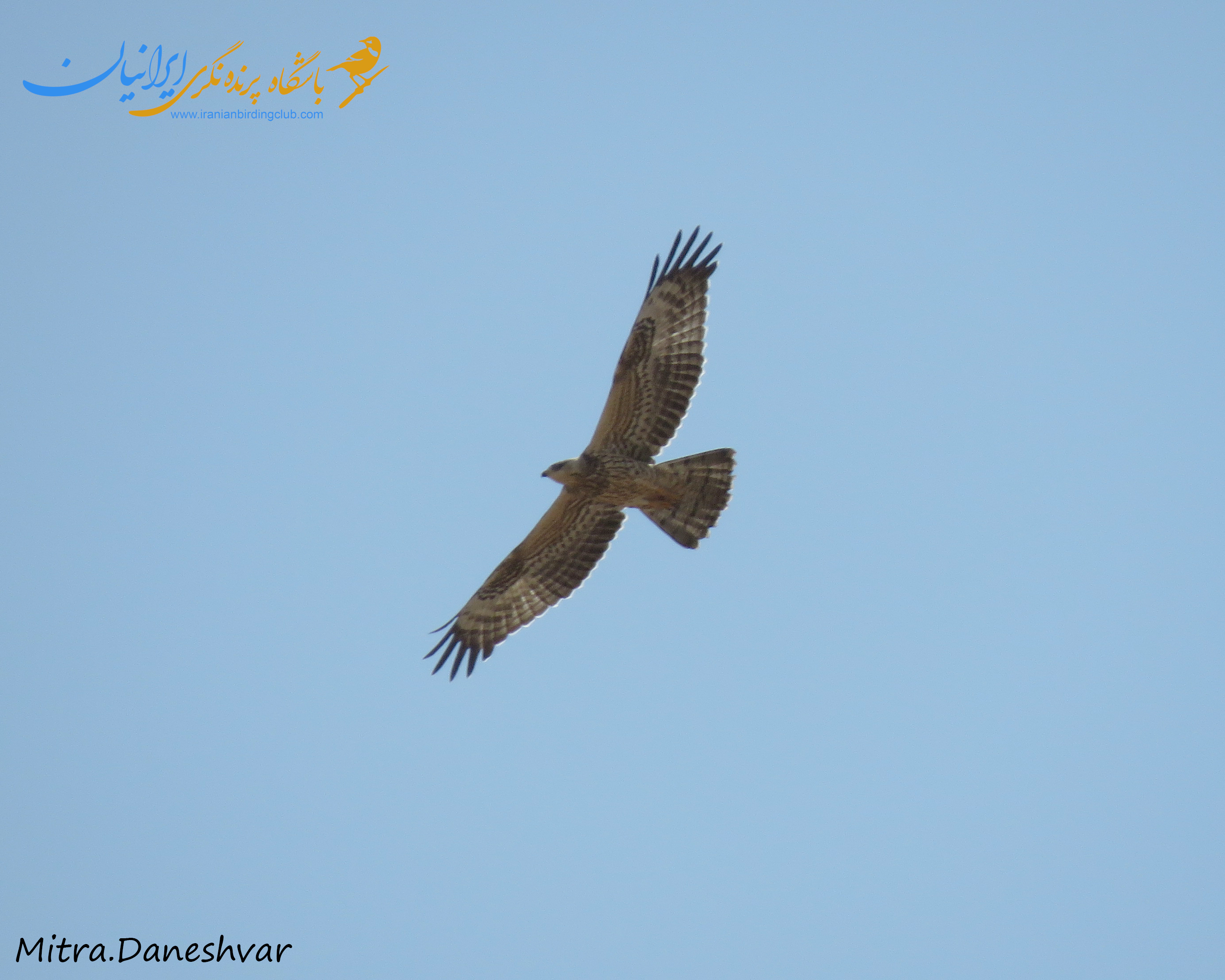 سارگپه جنگلی - Honey Buzzard