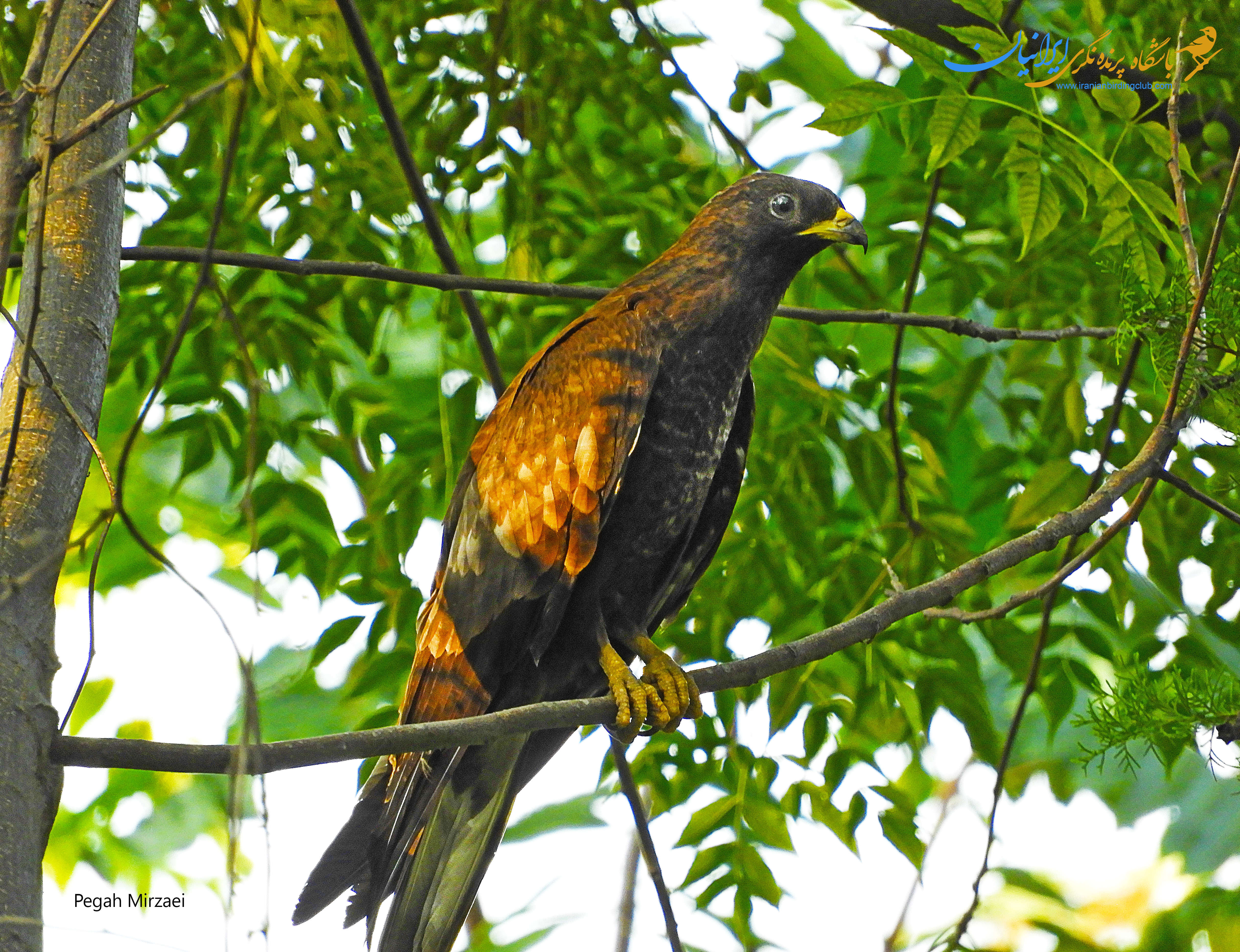 سارگپه جنگلی - Honey Buzzard