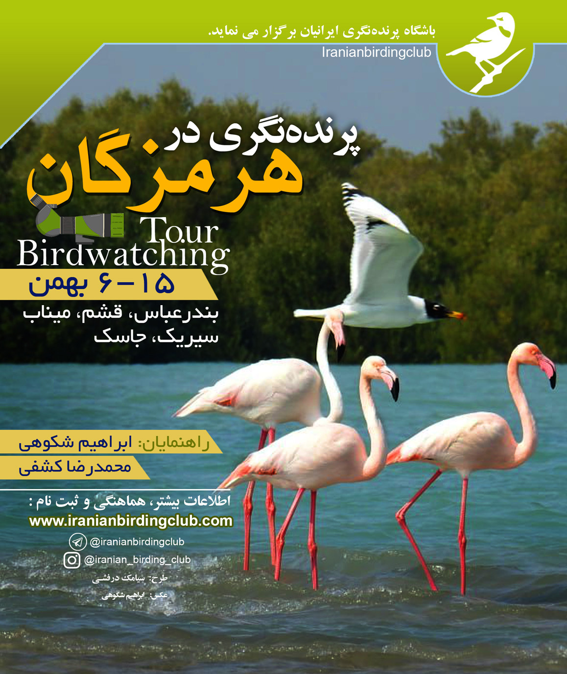 Shokouhi_Persian Gulf_birdwaching_Iranian Birding Club