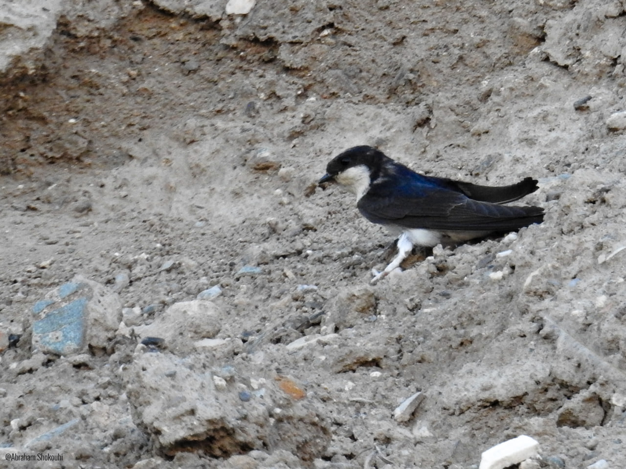 House Martin_Abraham Shokouhi_Iranian Birdin Club