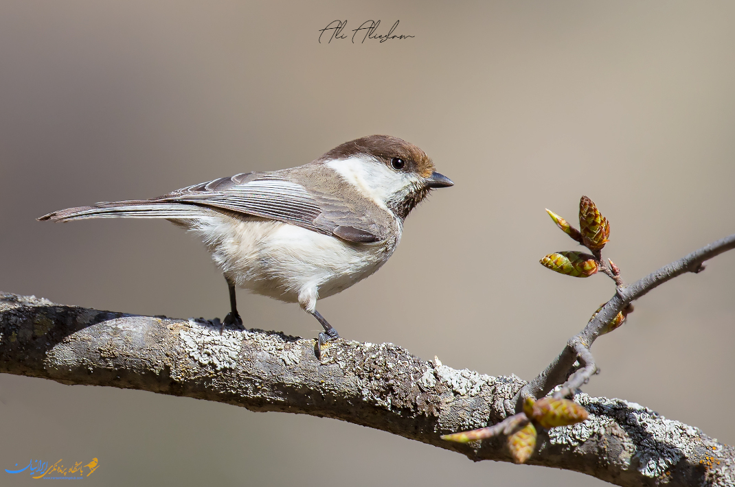 چرخ ریسک هیرکانی-hyrcanian Tit