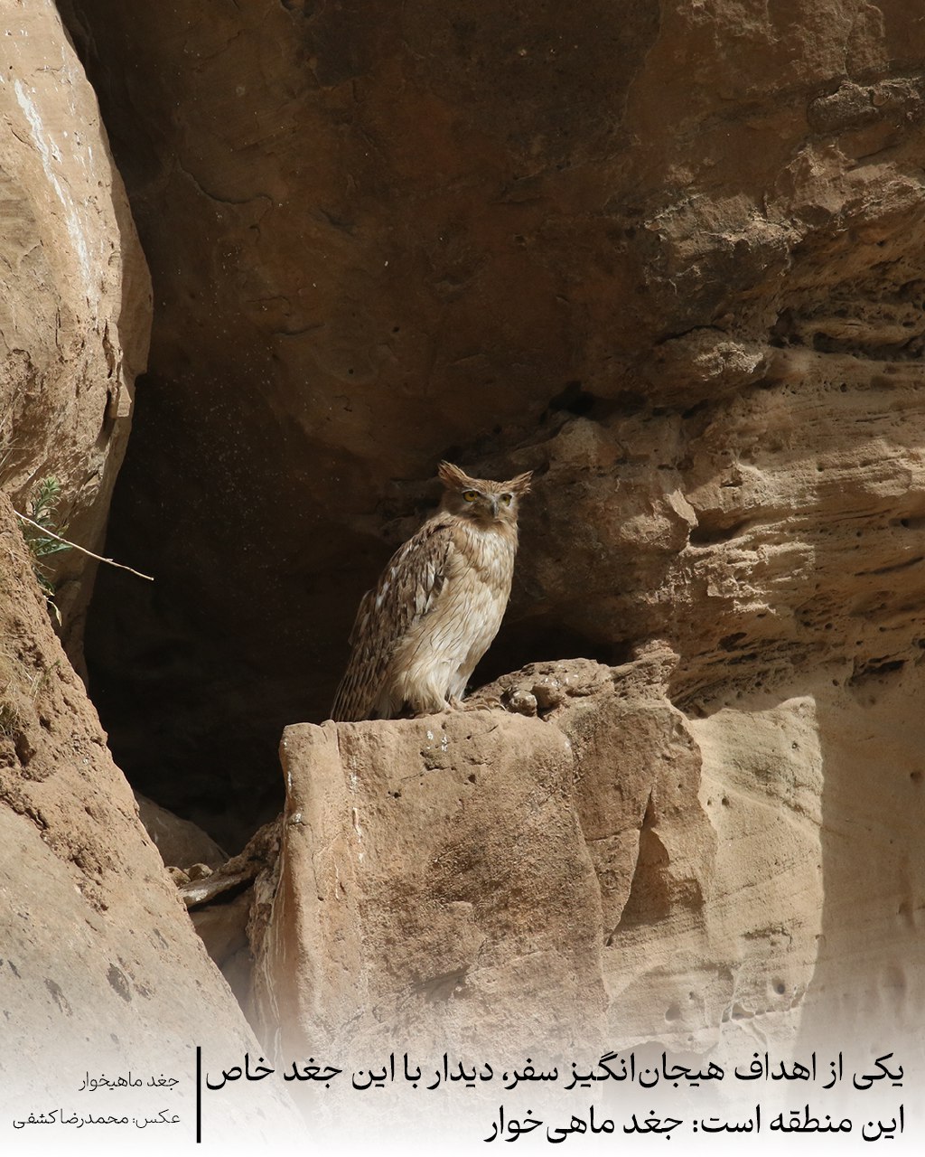 جغد ماهیخوار