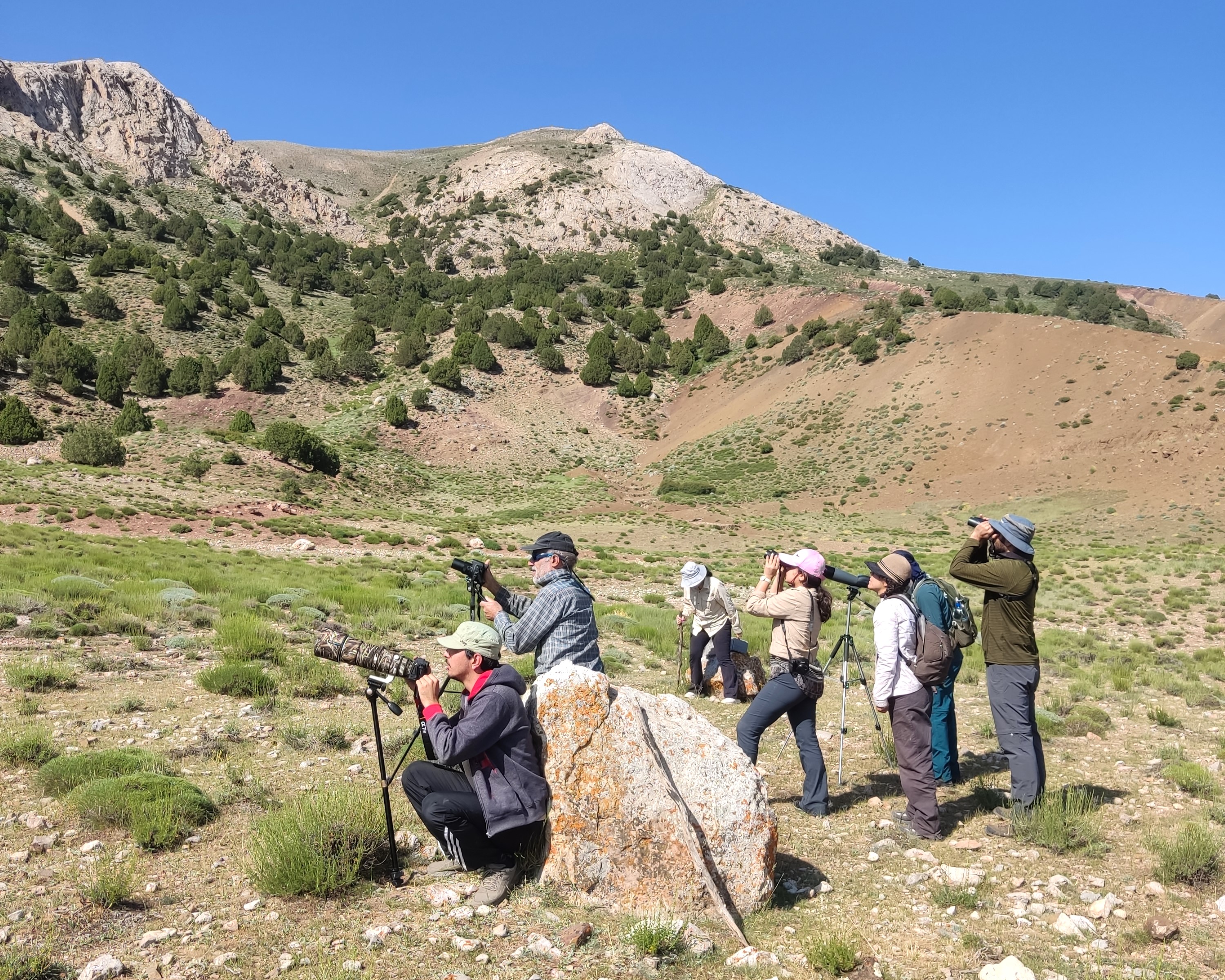 Birdwatching in Parvar_Abraham Shokouhi_Iranian Bird Club