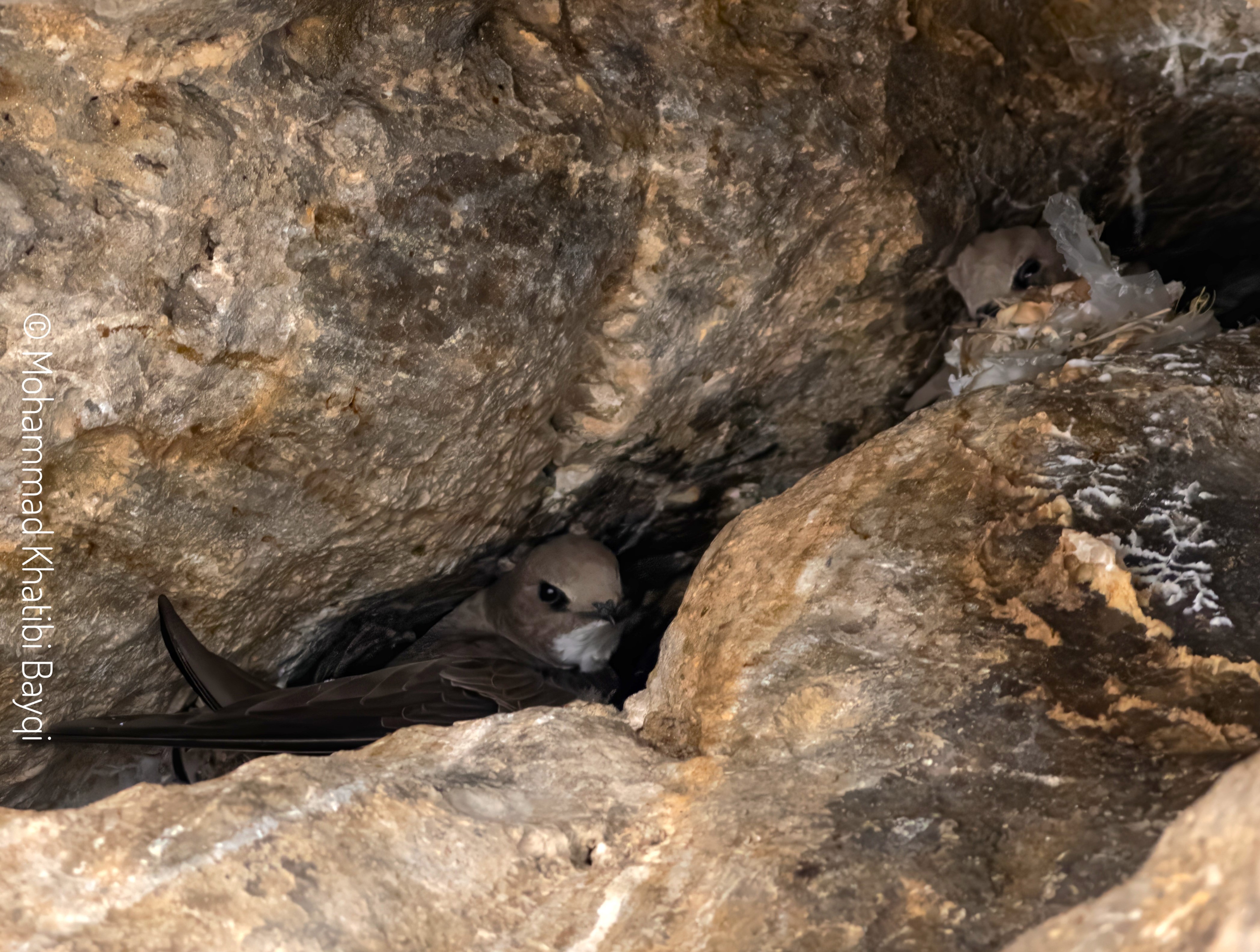 Plastic in Alpine Swift Nest_ Mohammad Khatibi Bayqi_Iranian Bird Club