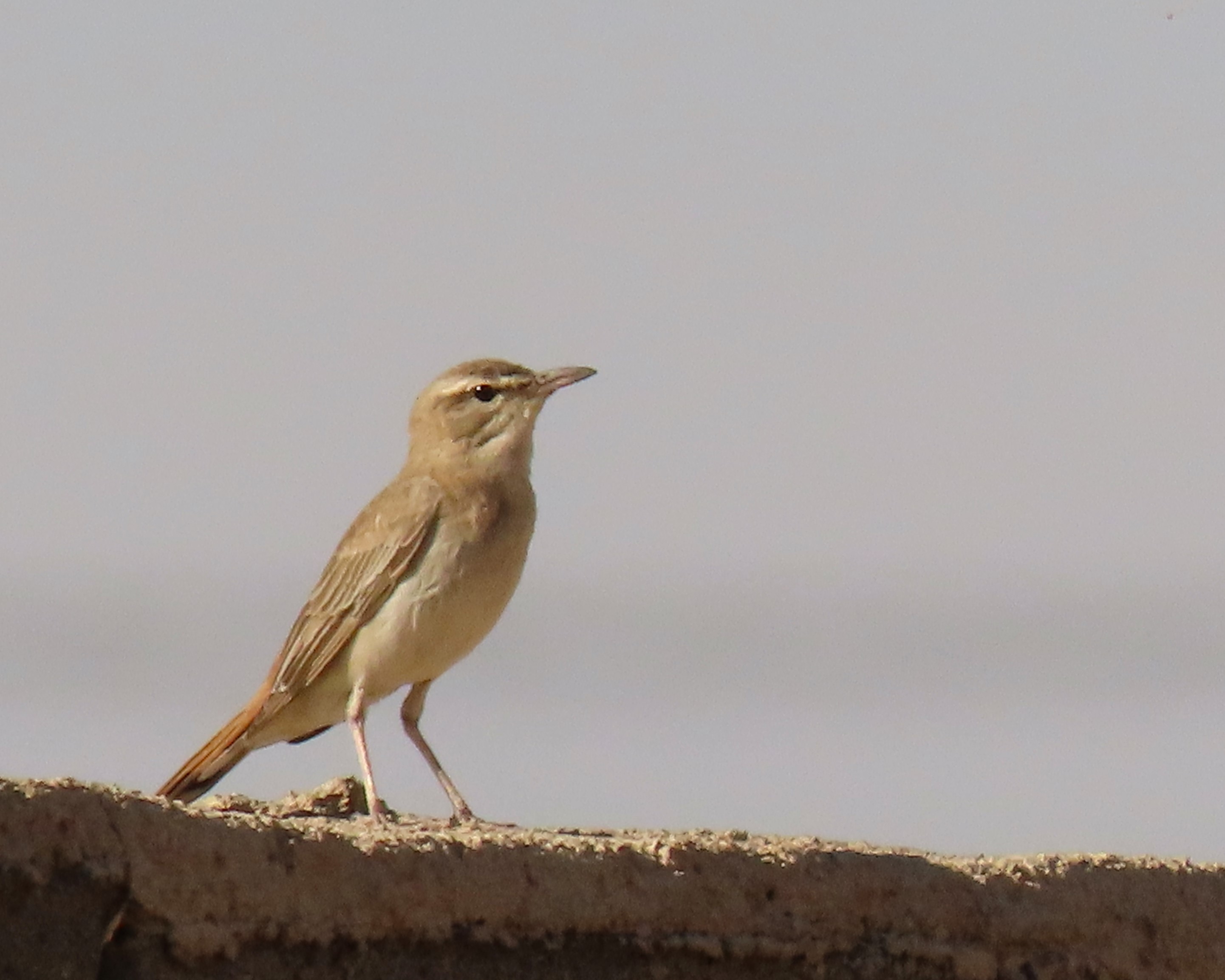 Rofus-tailed Scrub-robin_Shamsaie_Iranian Bird Club_Parvar