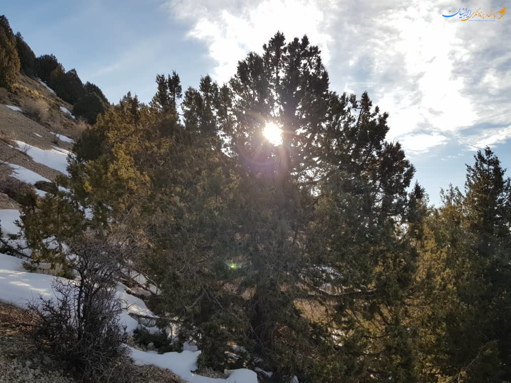 Juniperus - ارس- سرو کوهی