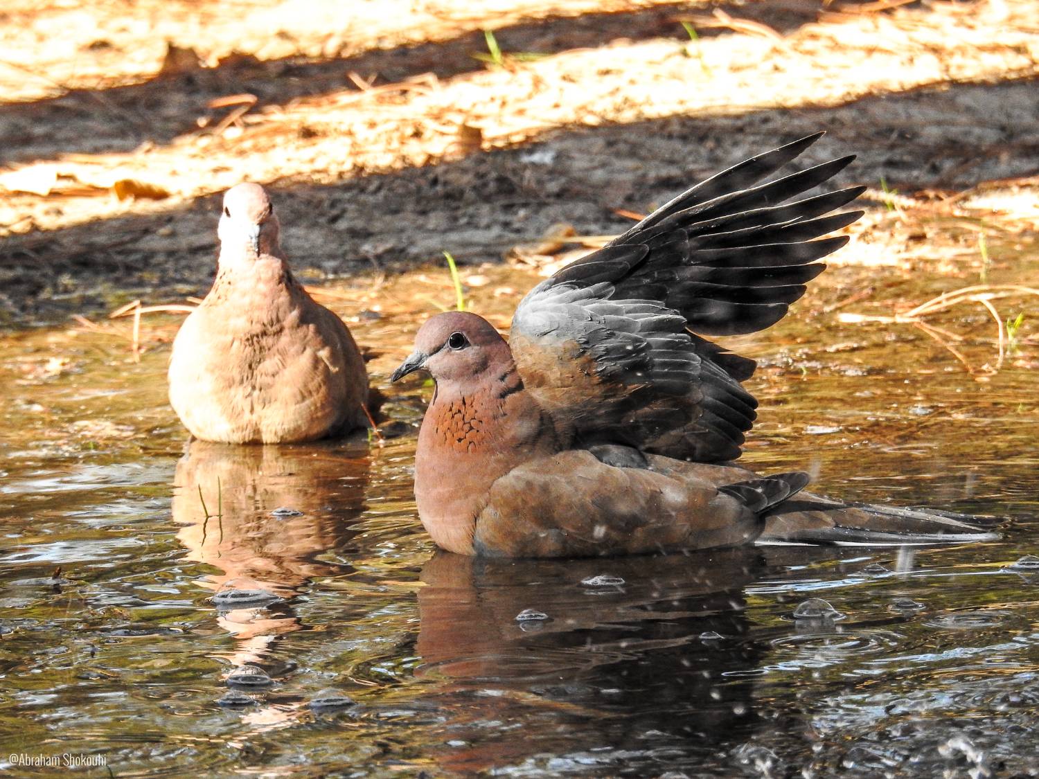 Laughing Dove bathing Abraham Shokouhi Iranian Birding Club