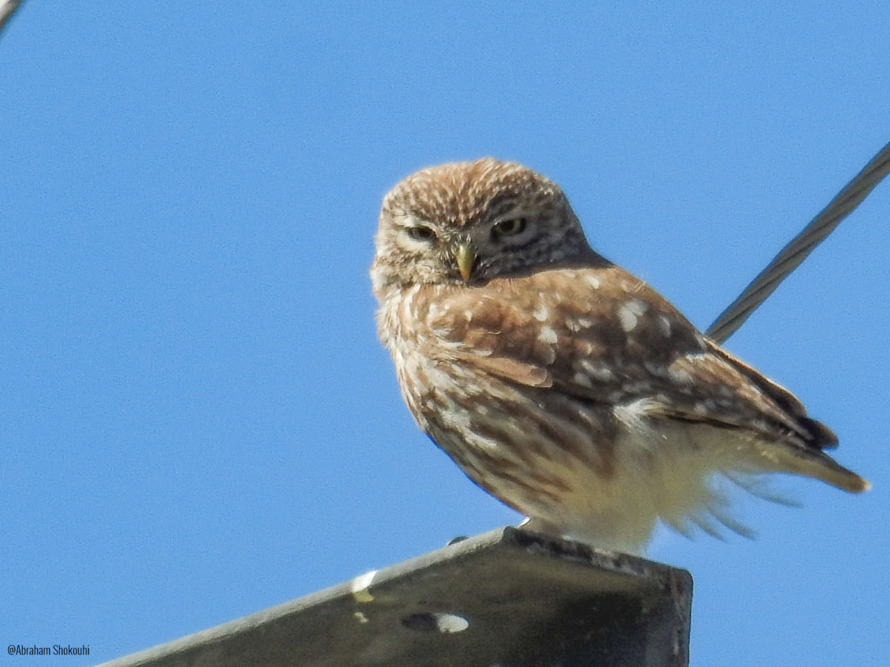 Little Owl_Abraham Shokouhi_Iranian Birdin Club