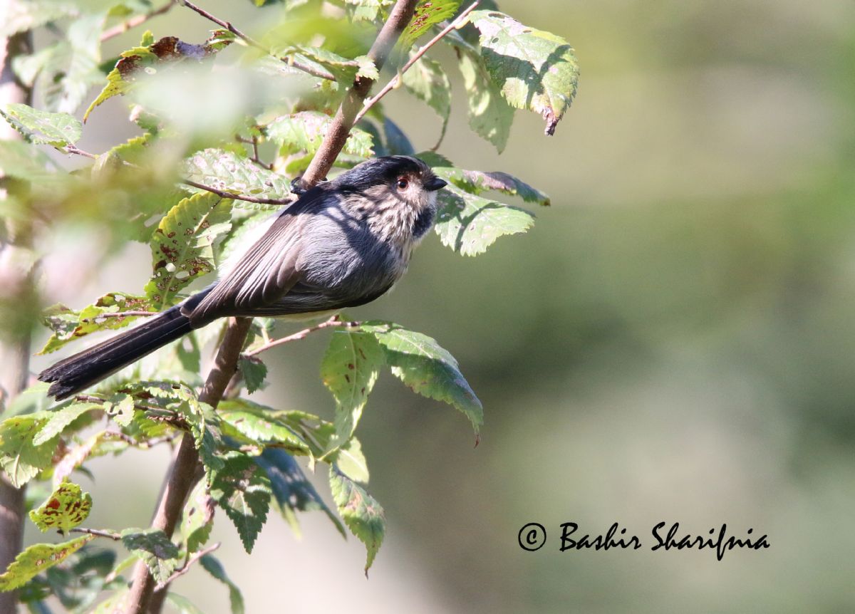 long-tailed tit