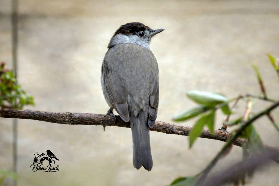Male Blackcap_Nikou Ijadi_Iranian Birding club