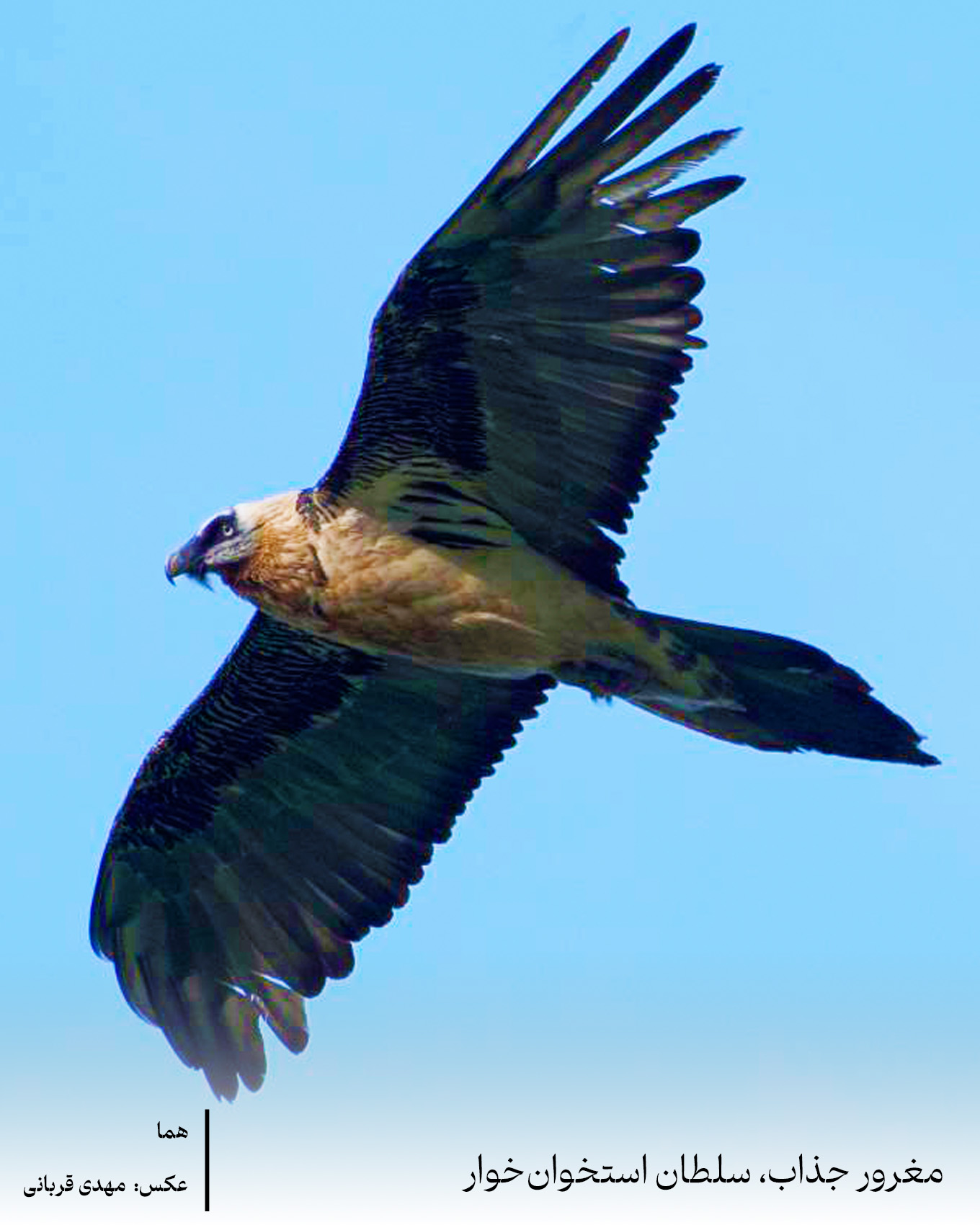 Bearded Vulture Mahdi Ghorbani