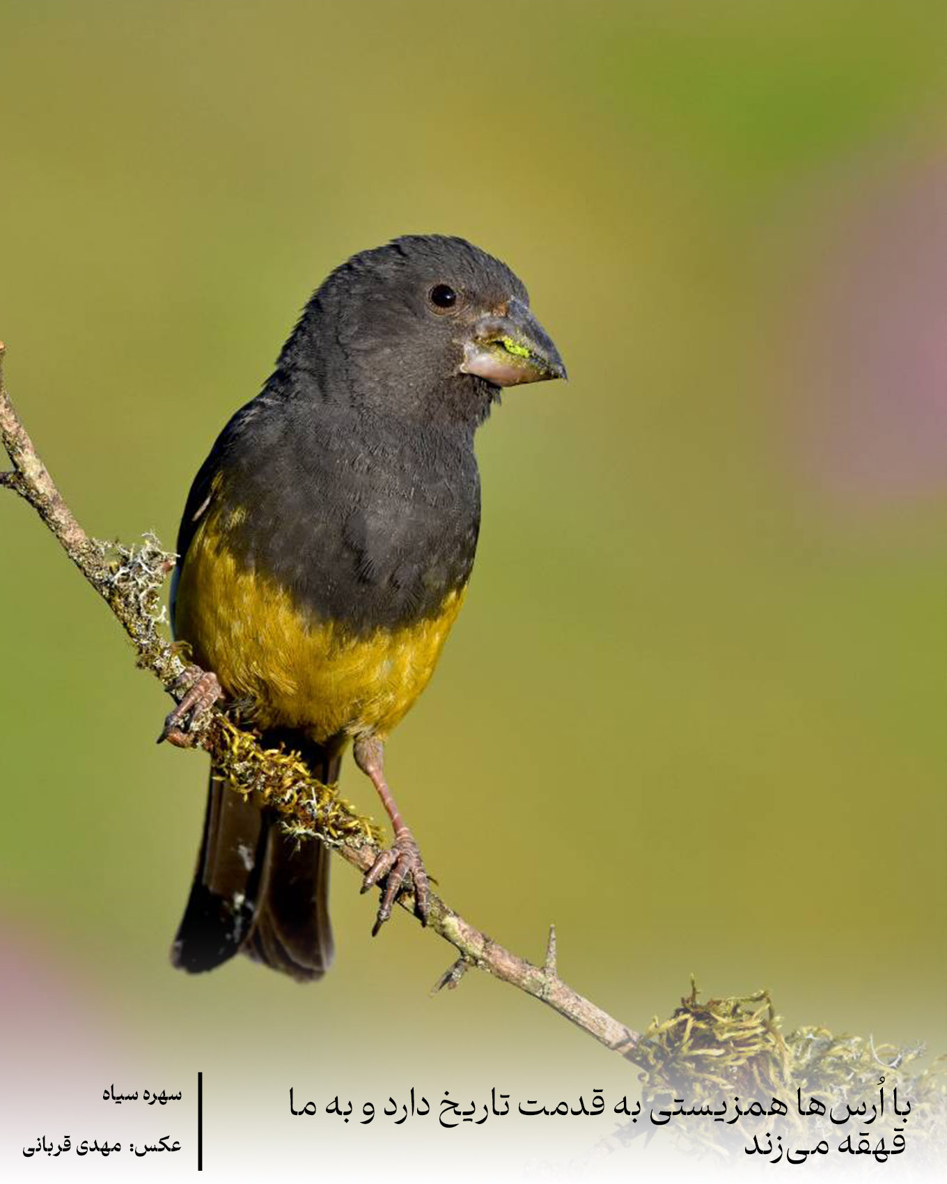 White-winged Grossbeak Mahdi Ghorbani