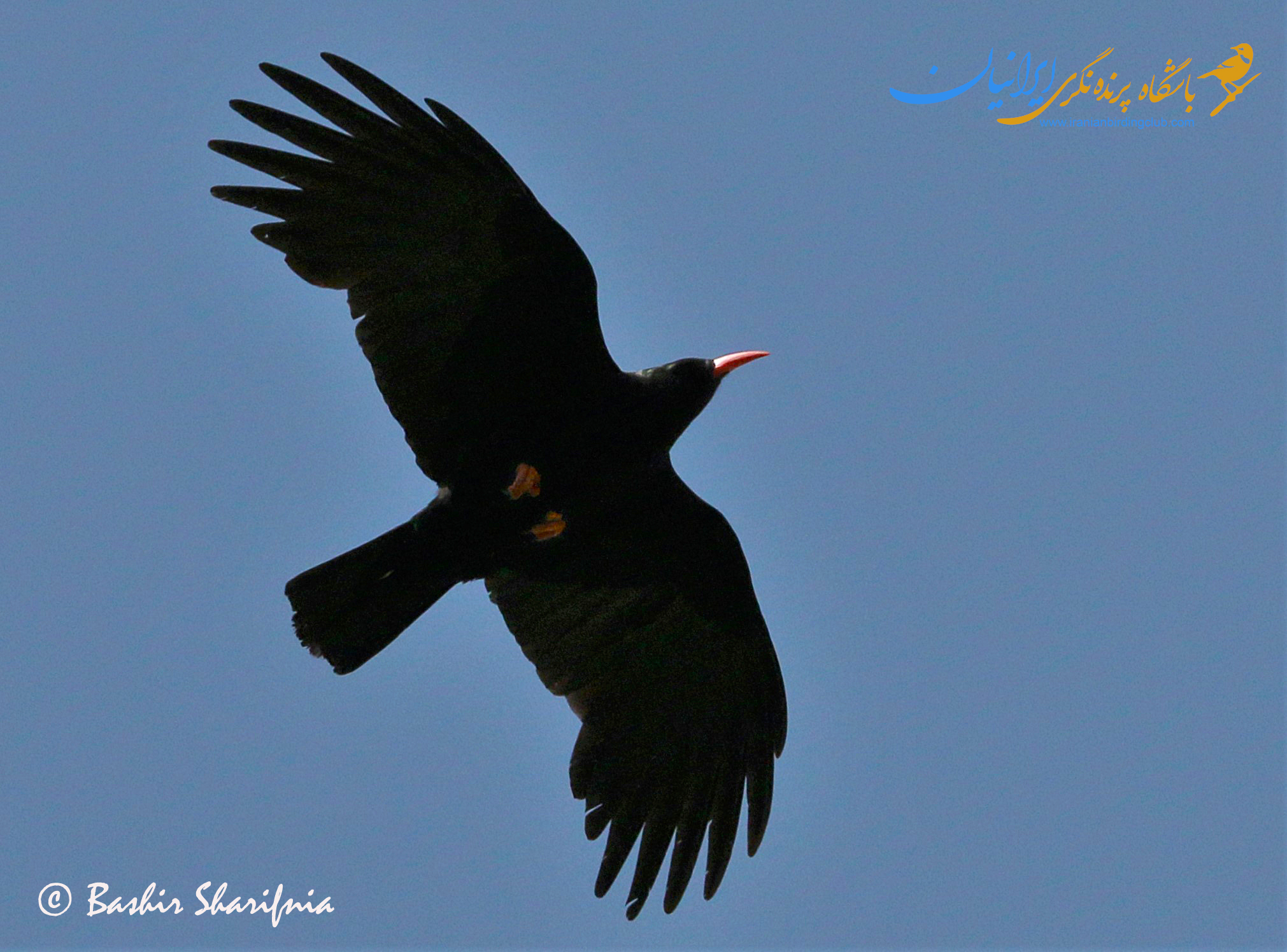 کلاغ نوک سرخ - زاغ نوک سرخ - Red-billed Chough