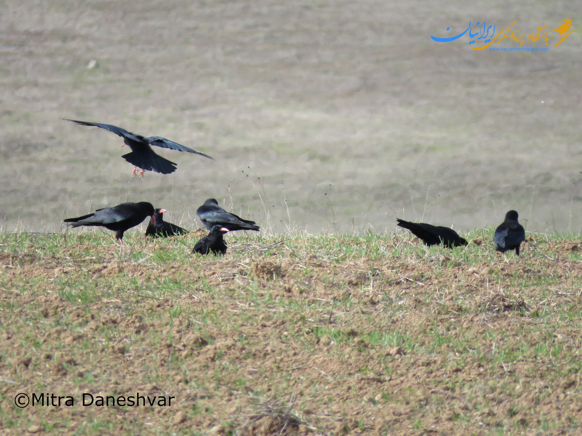 کلاغ نوک سرخ - Red-billed chough