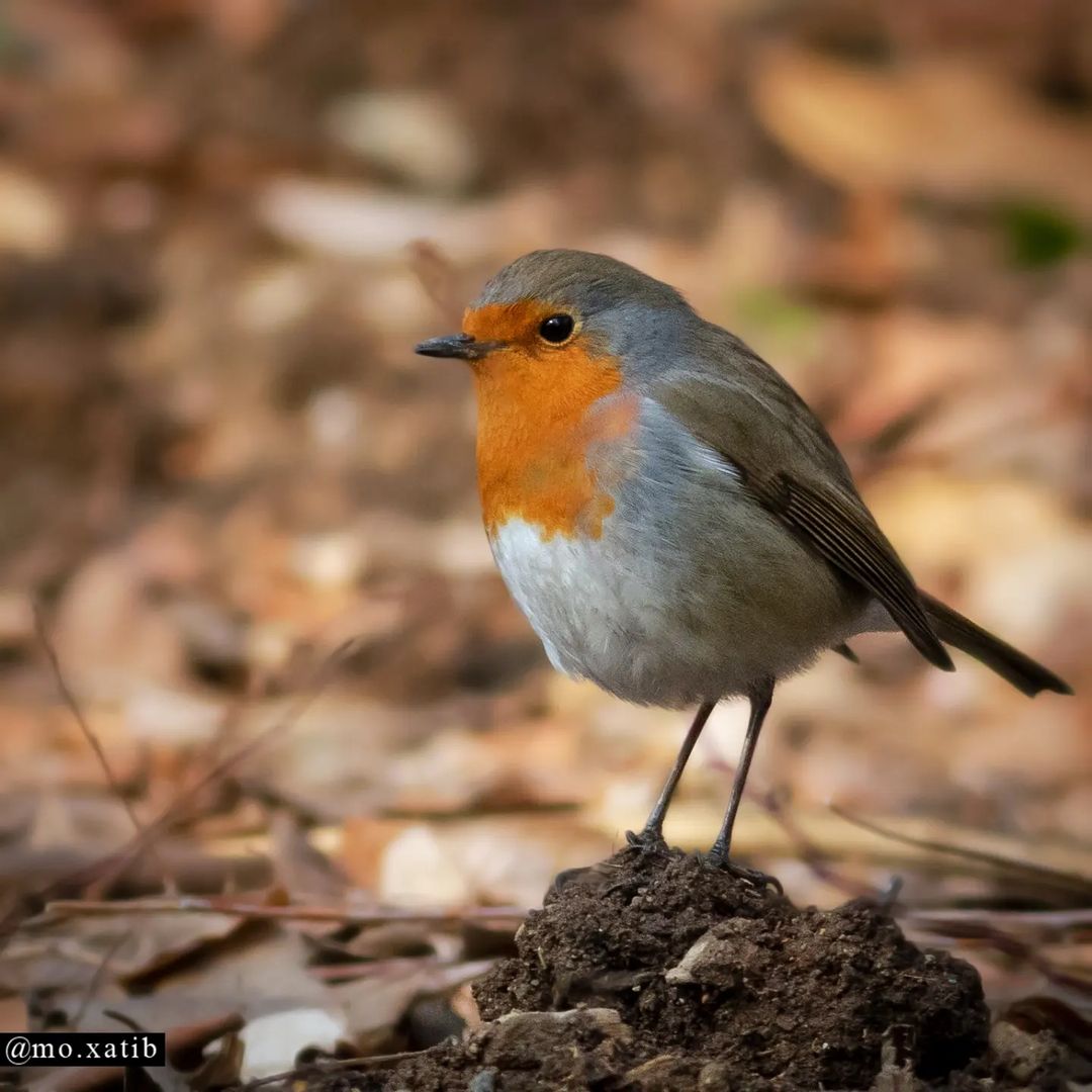 Robin Khatibi Iranian birding club